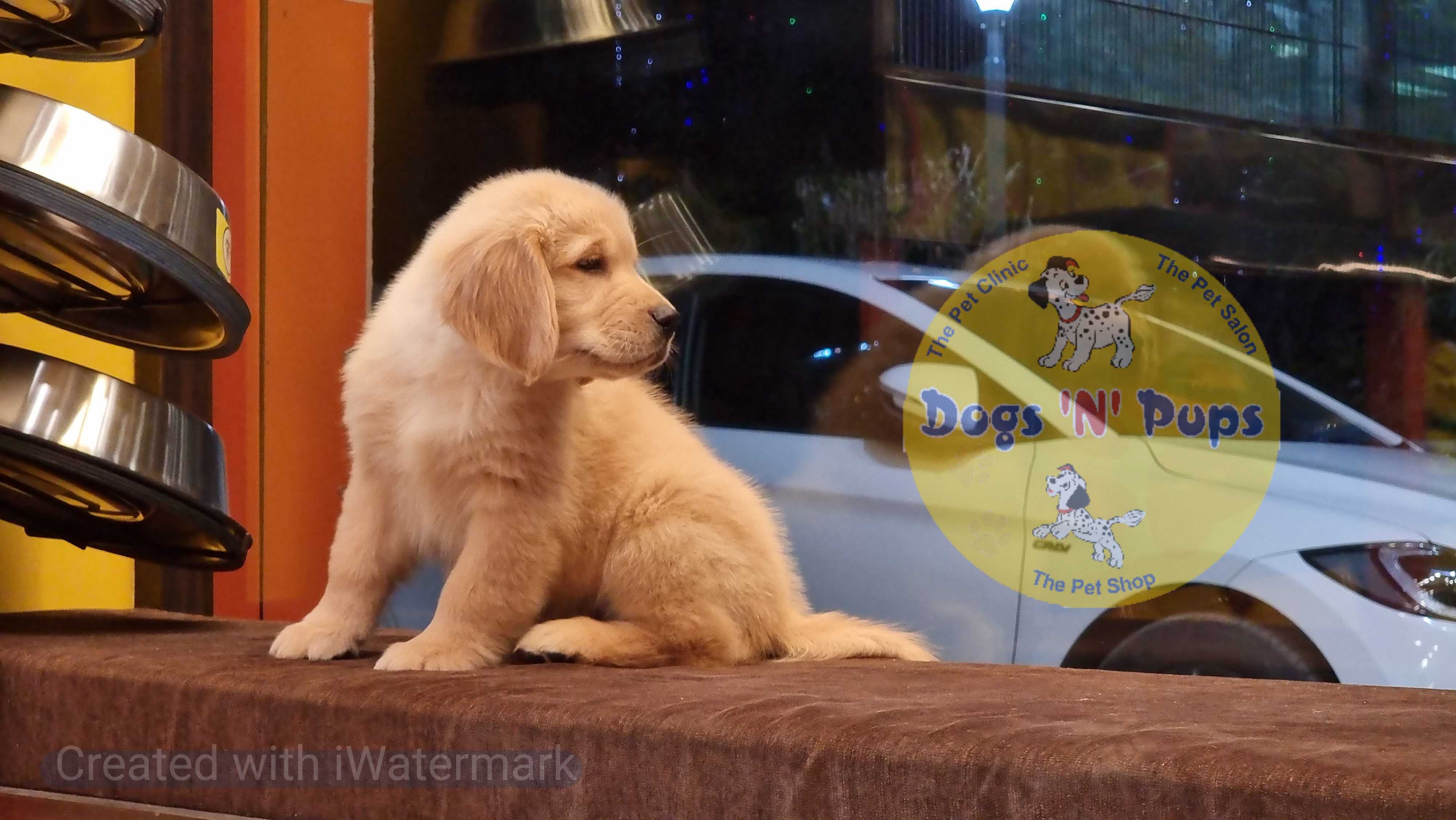 Golden retriever  image 6