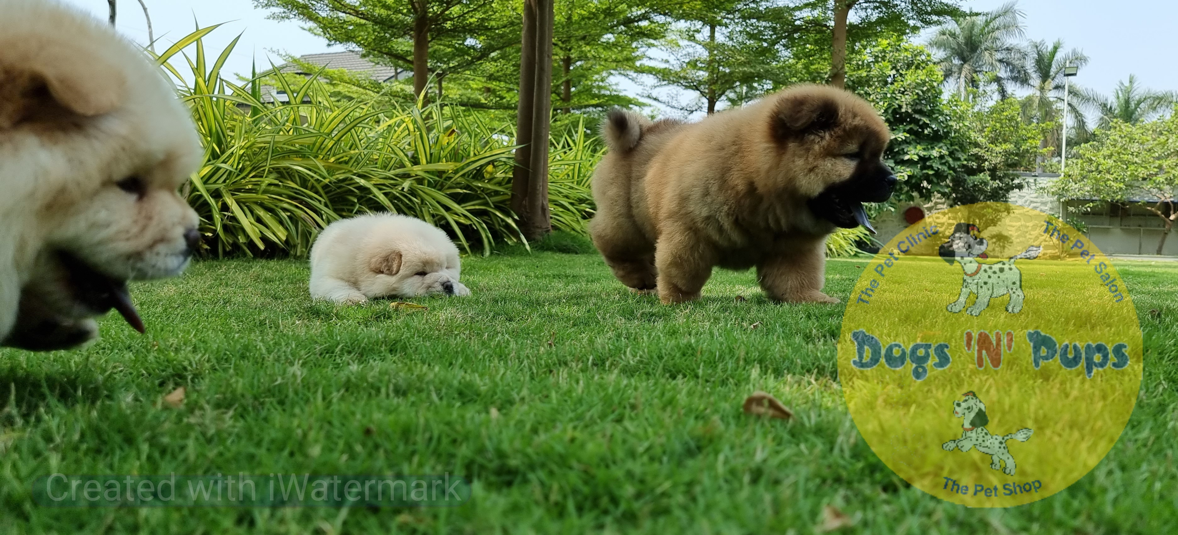 Chow Chow     image 6