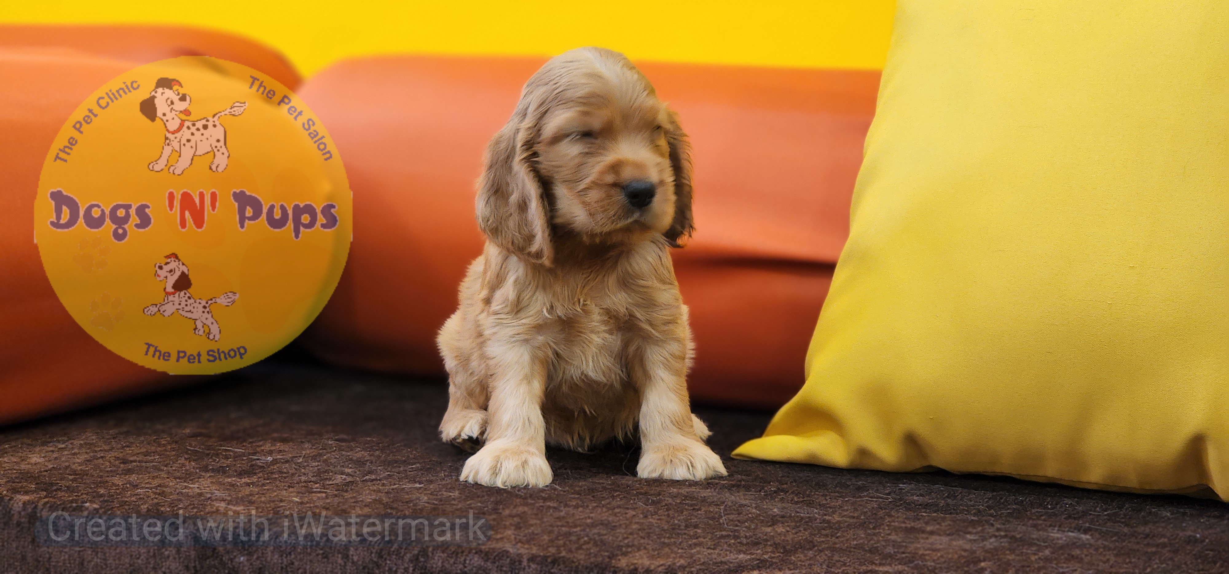 Cocker Spaniel  image 5