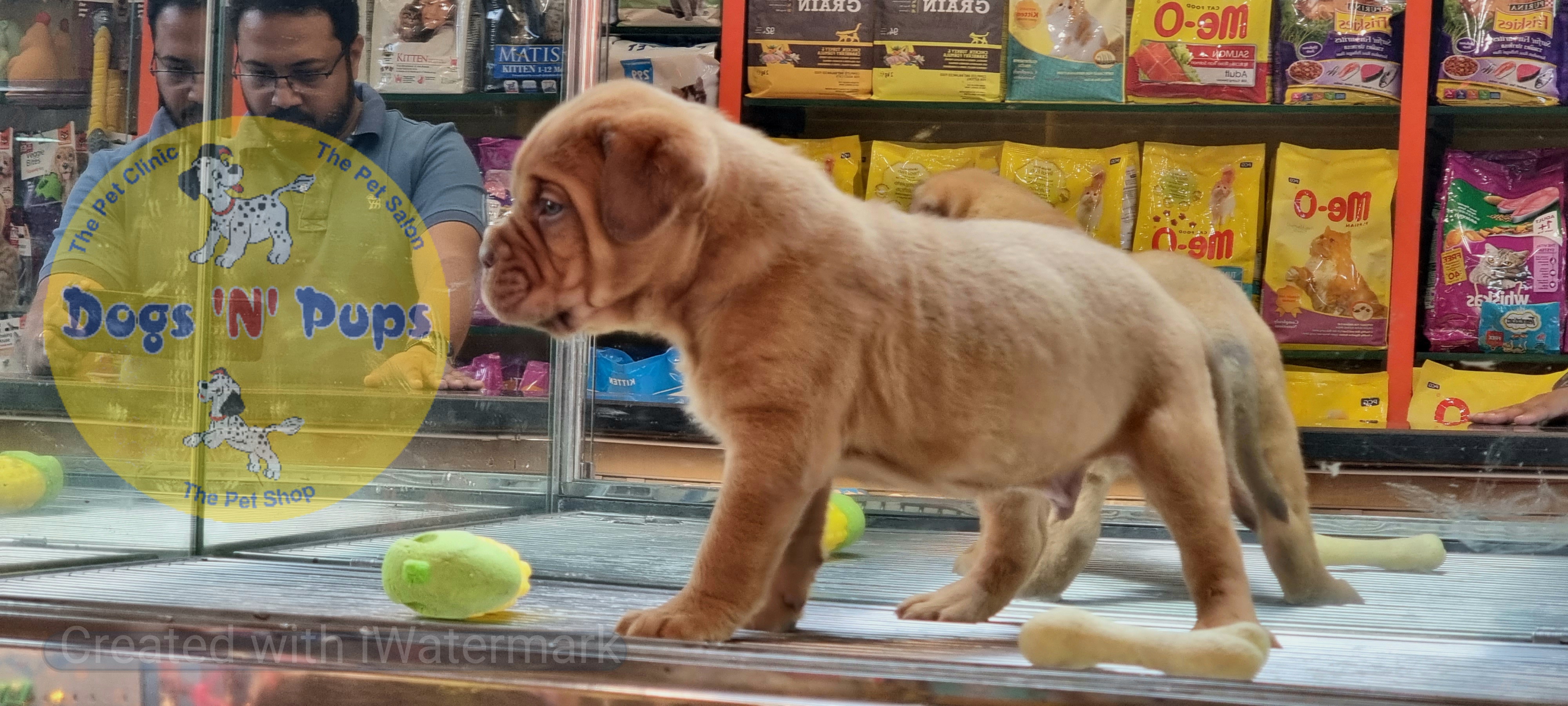 French mastiff  image 9