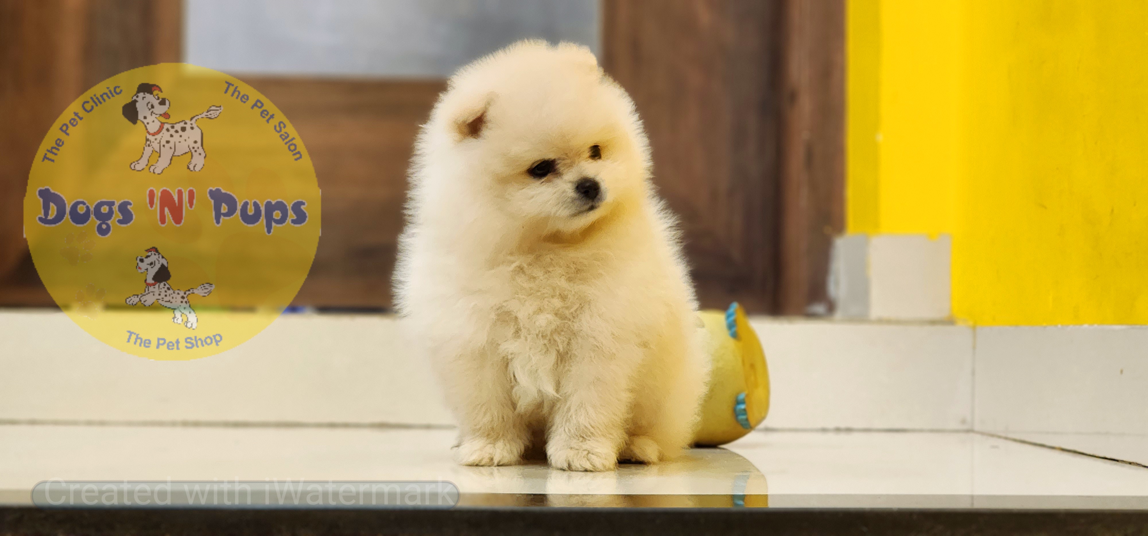 Toy pomeranian  image 3