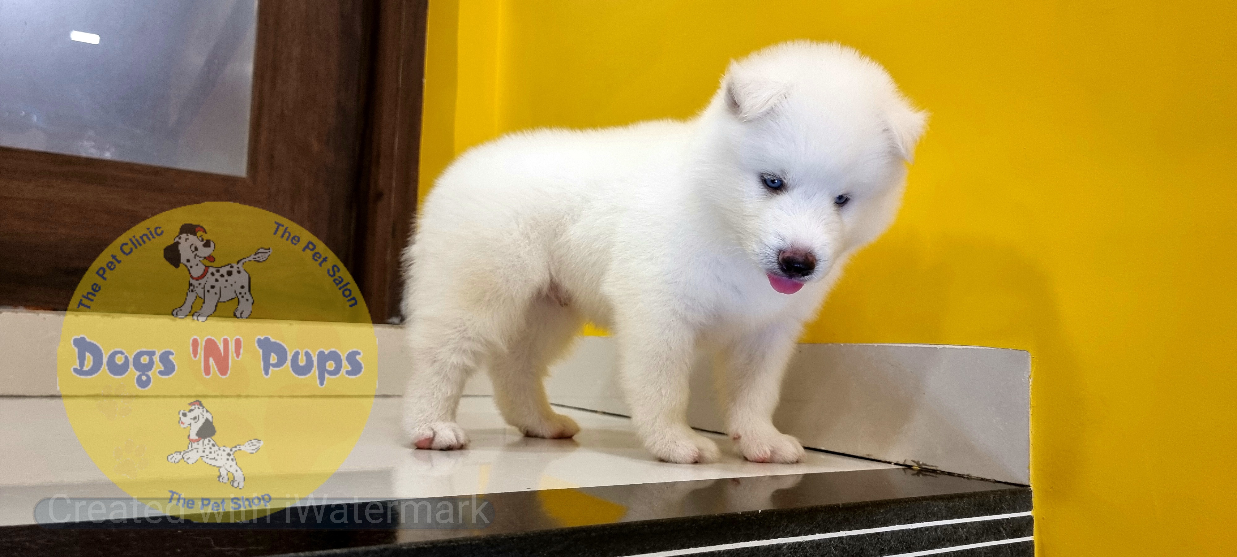 Siberian husky  image 6