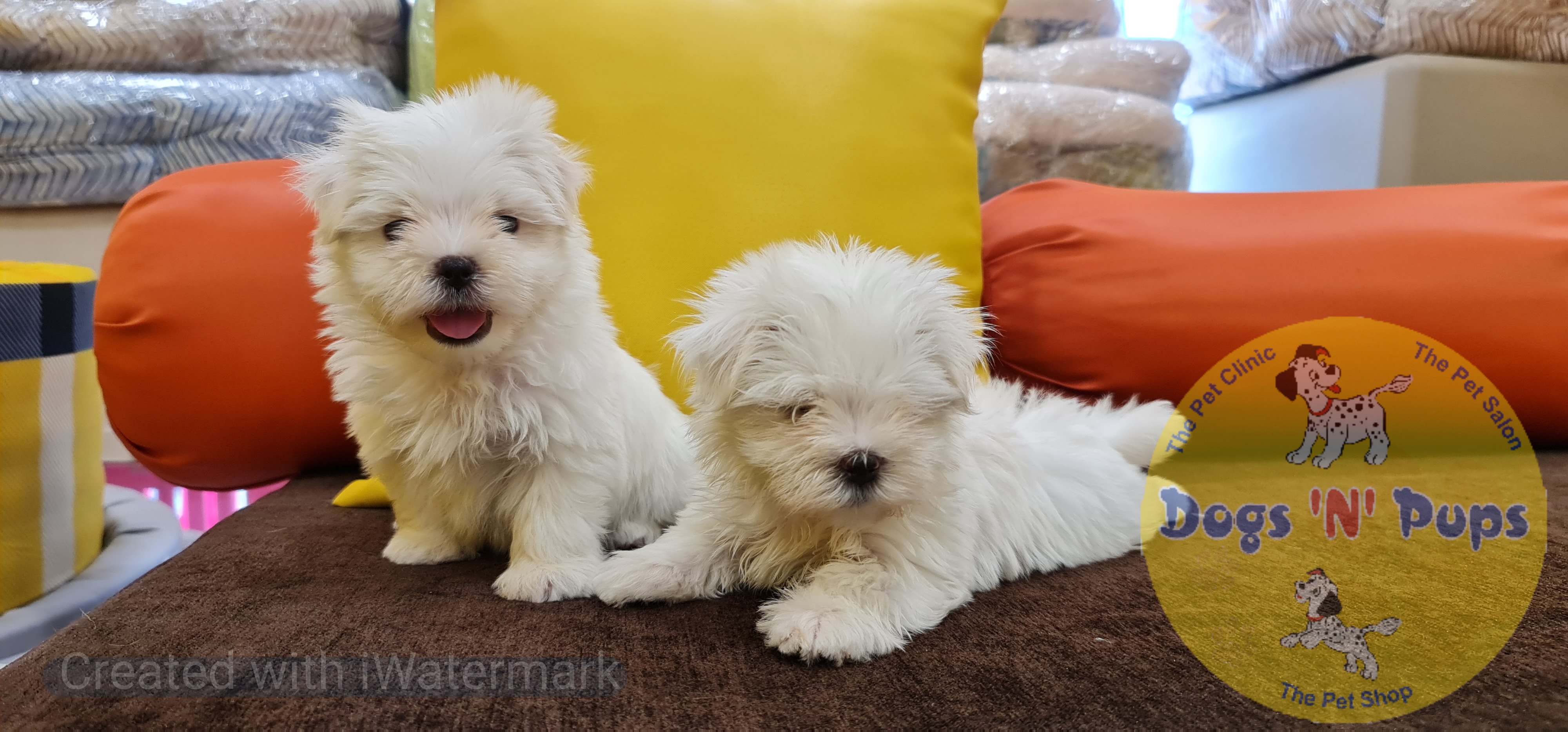 Maltese puppies for sale Dogs 'N' Pups Maltese puppies for sale Dogs 'N' Pups
