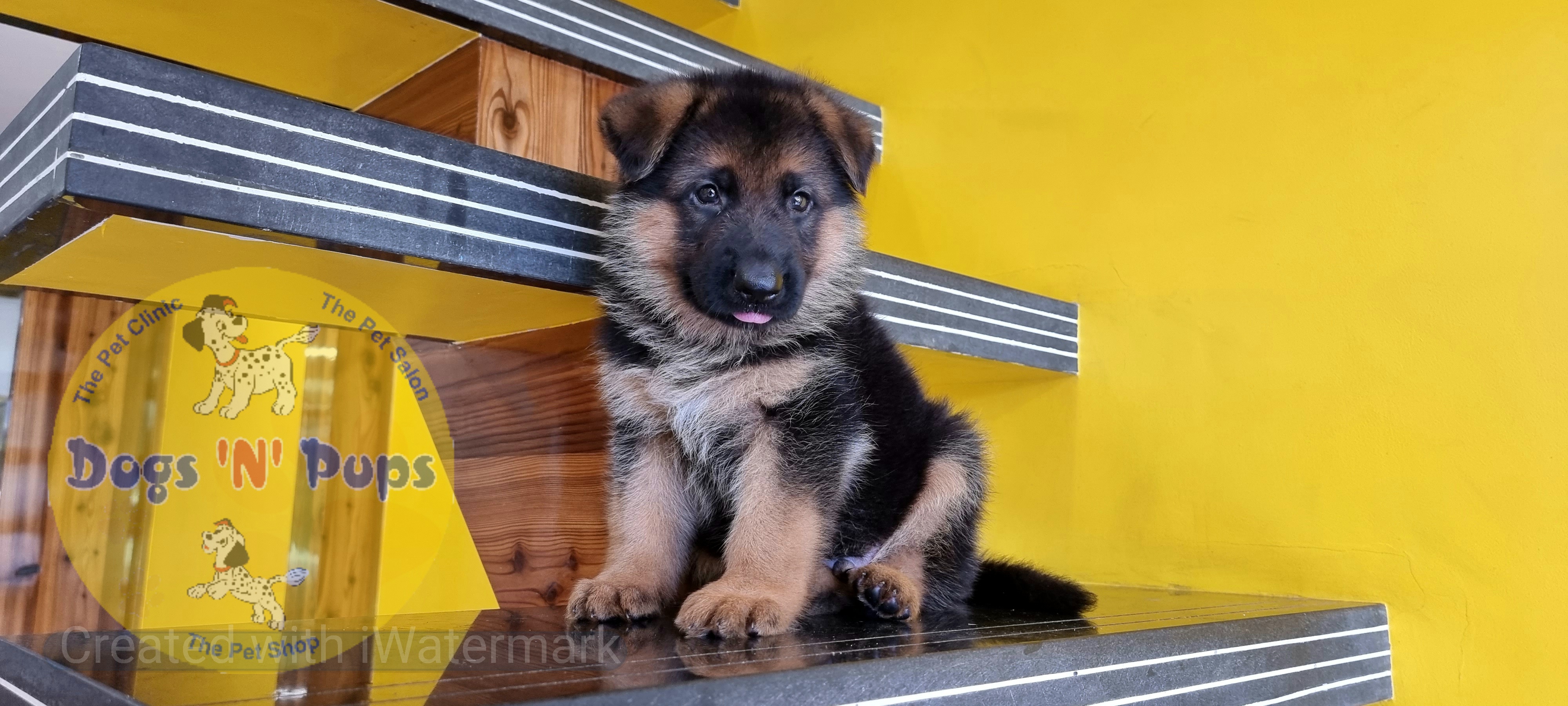 German shepherd  image 3