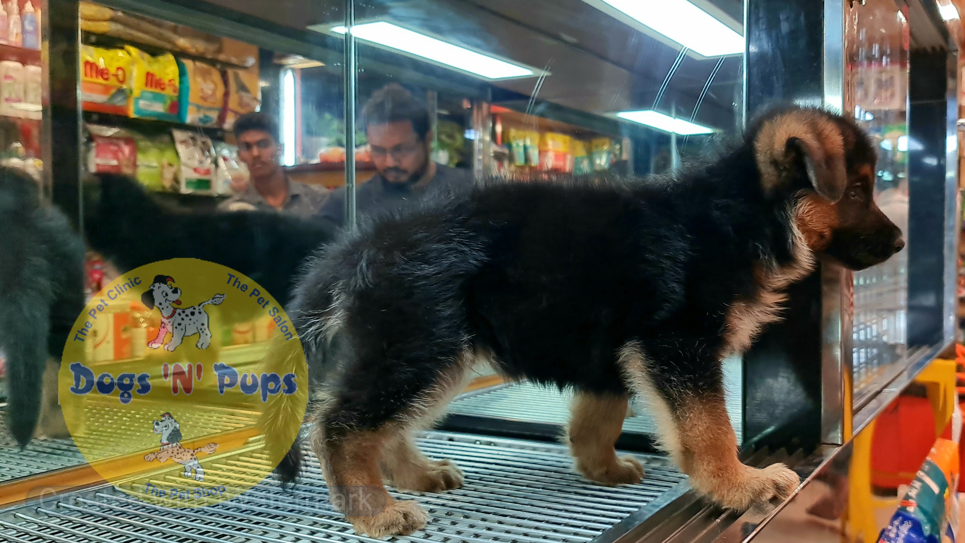 prev dog posted image