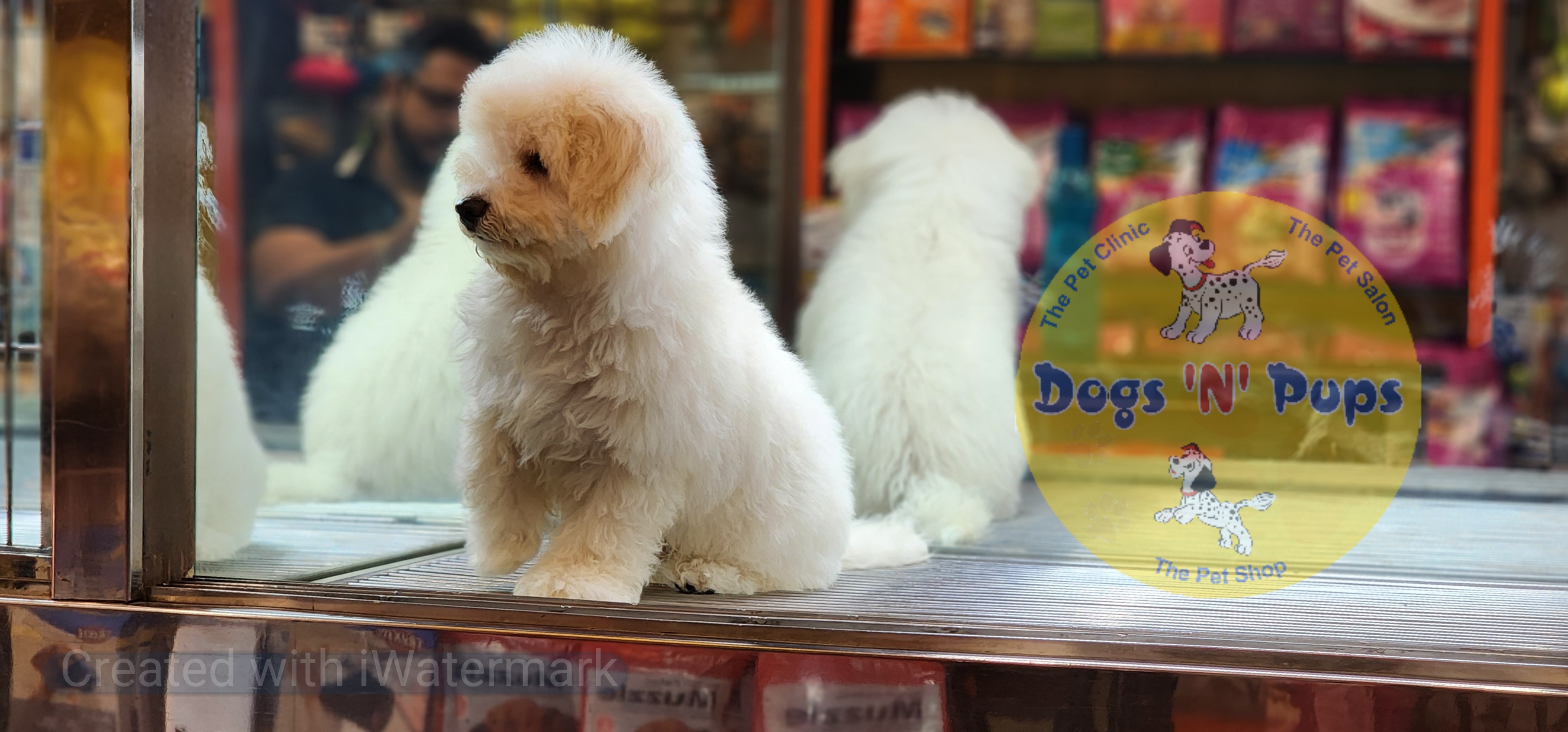 Bichon frise  image 3