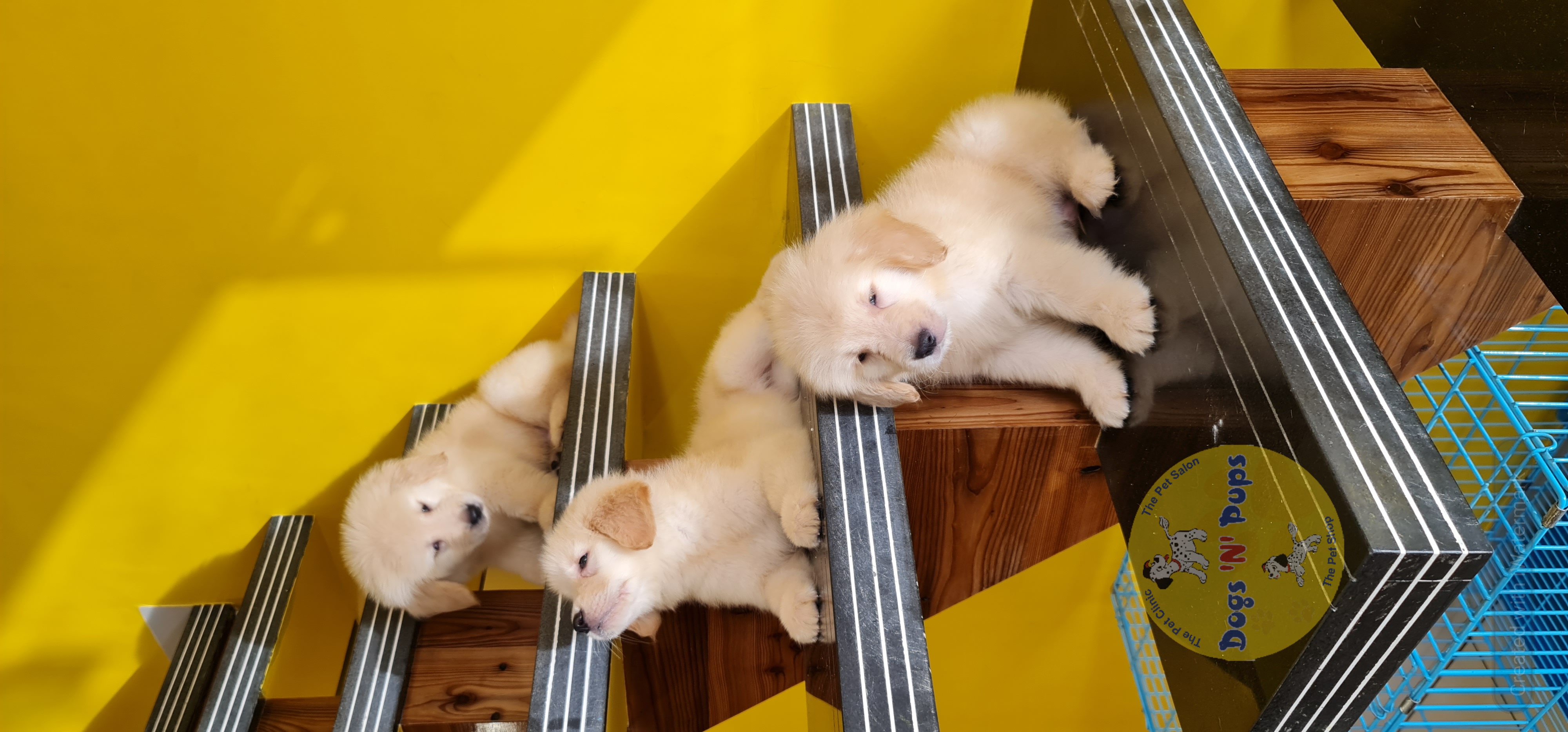 Golden retriever  image 7