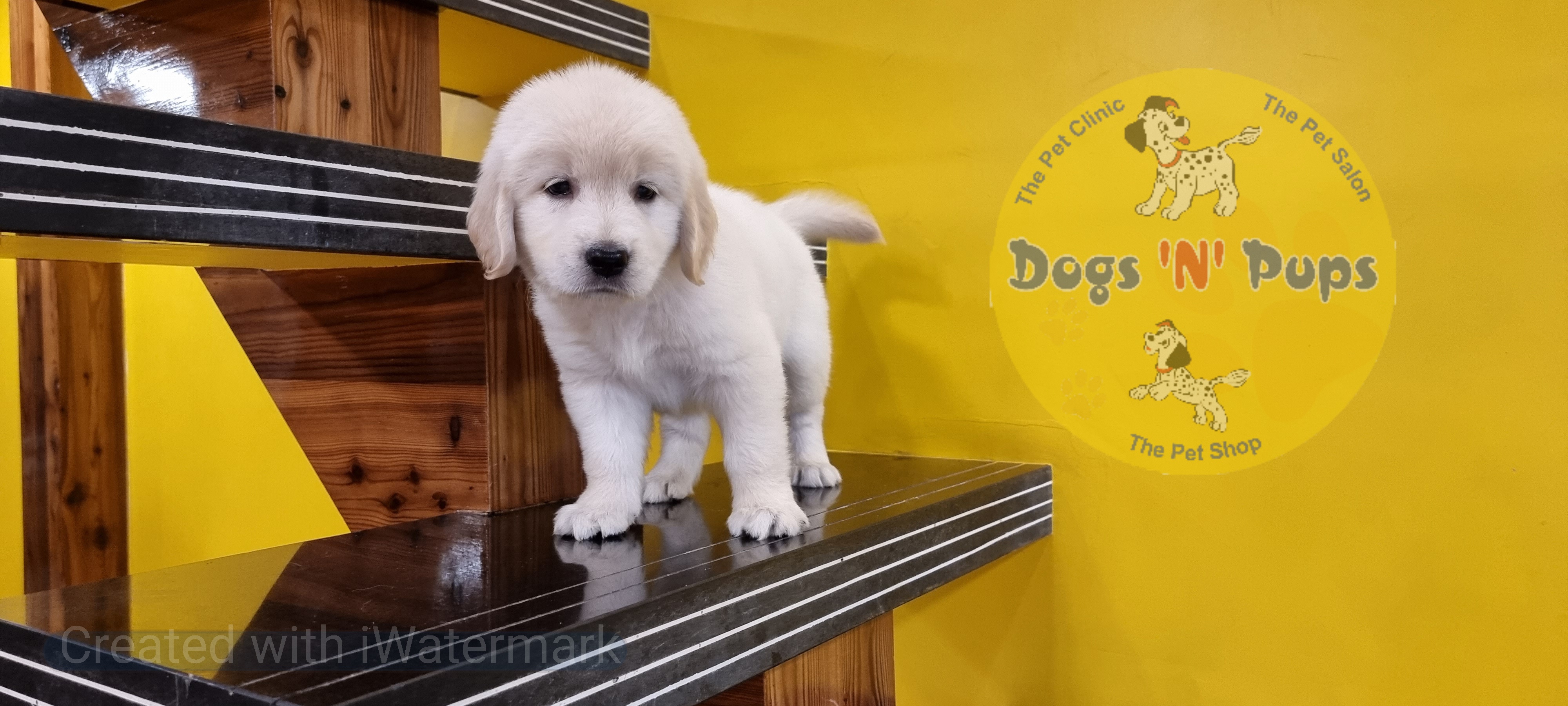Golden retriever female puppy image 4