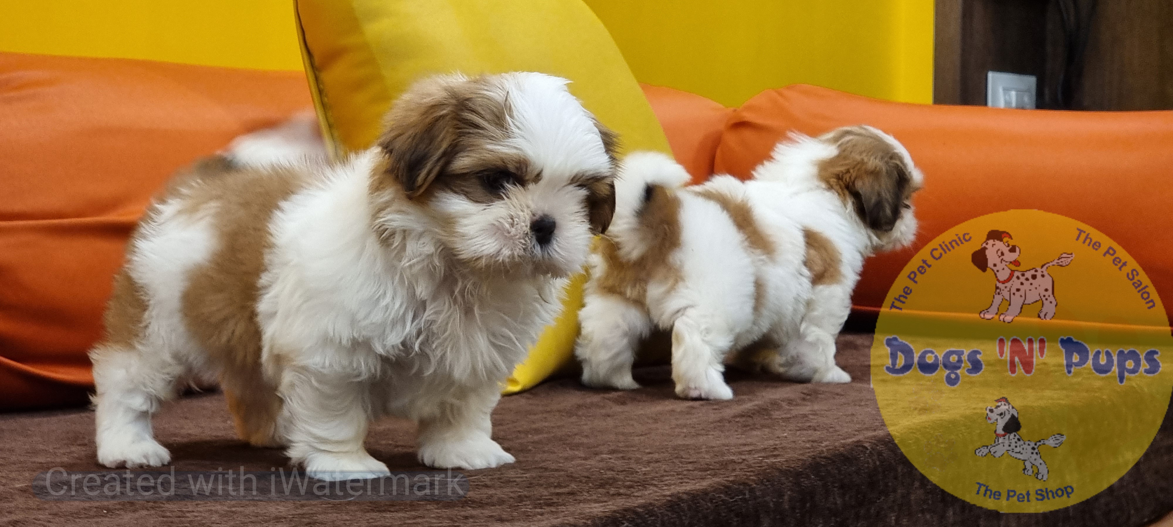Shihtzu  image 4