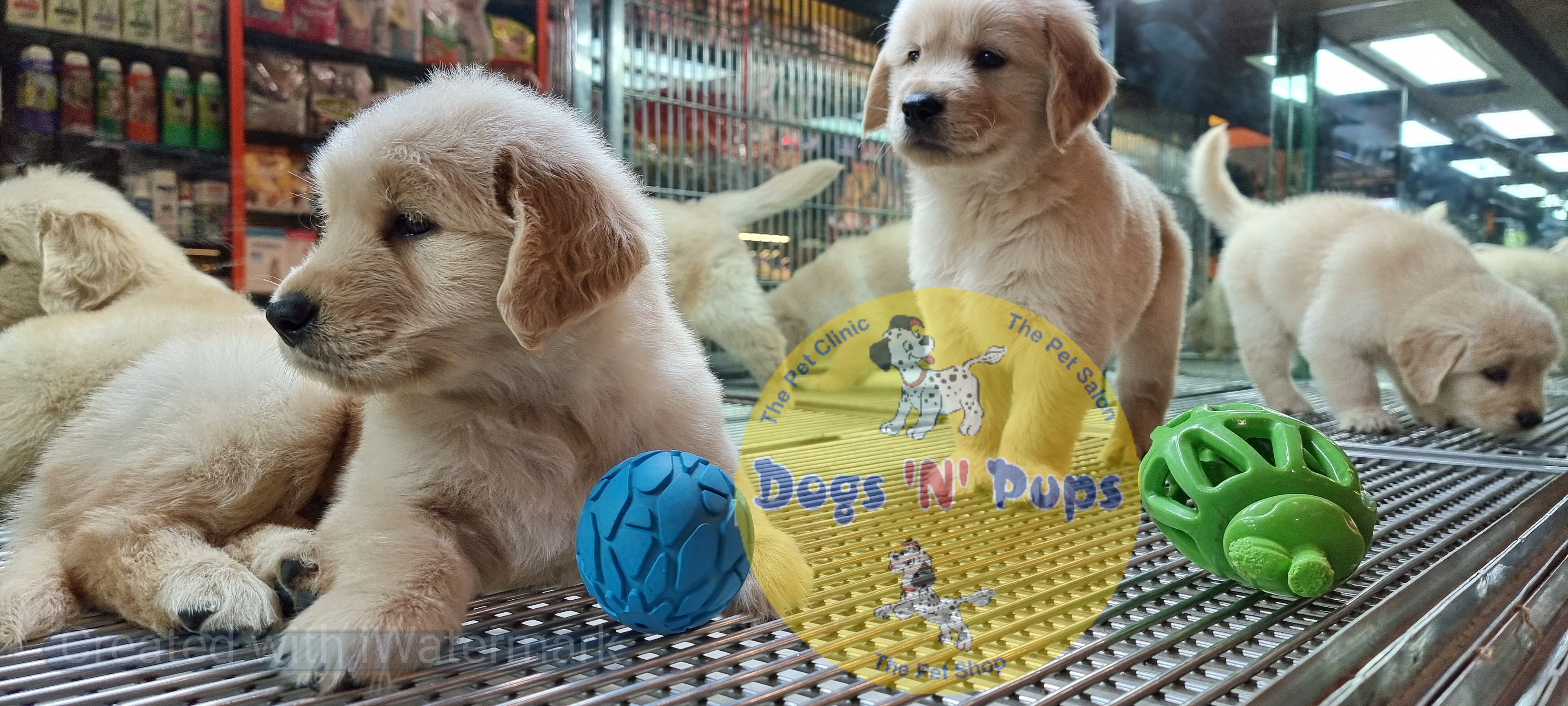 Golden retriever puppies  image 8