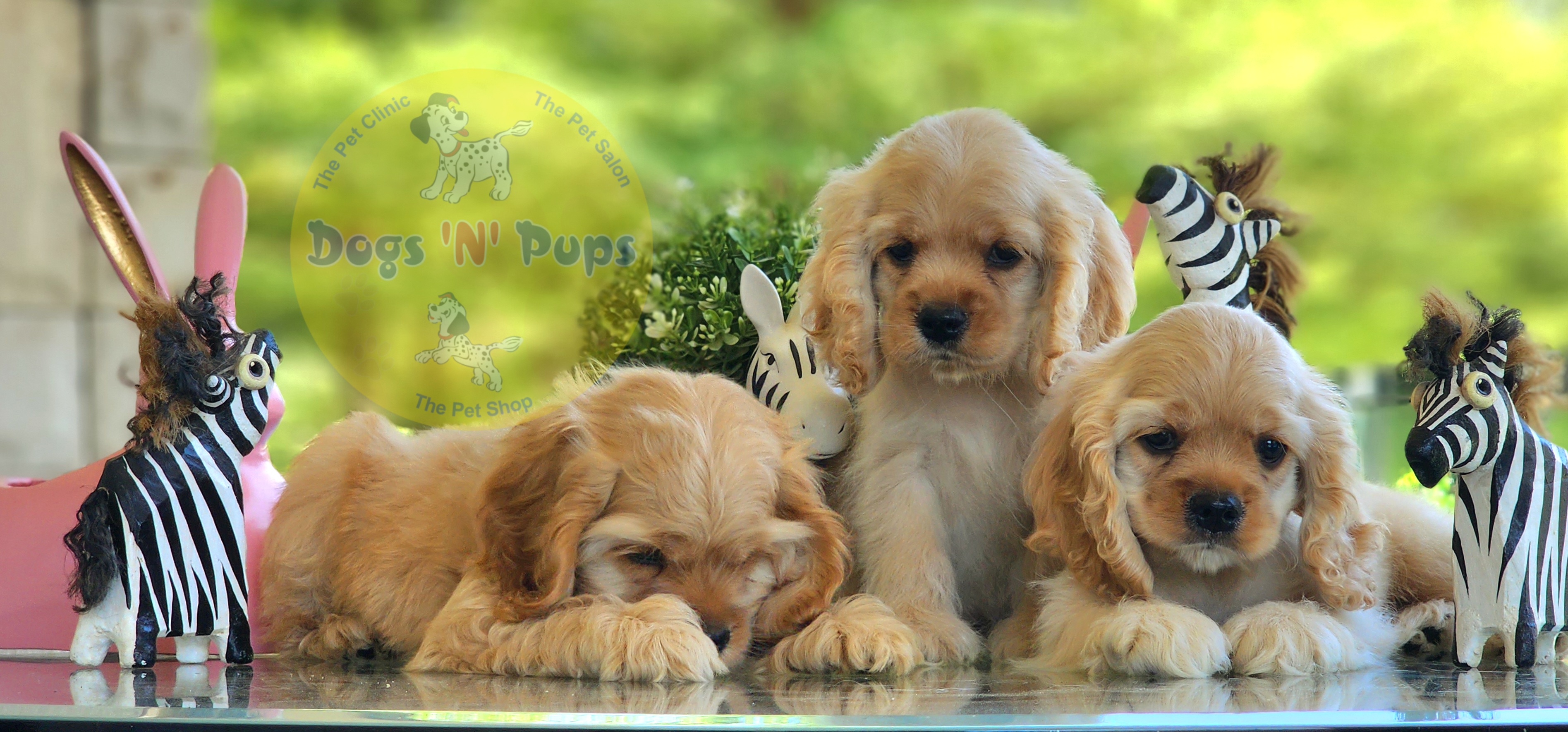 American Cocker Spaniel  image 4