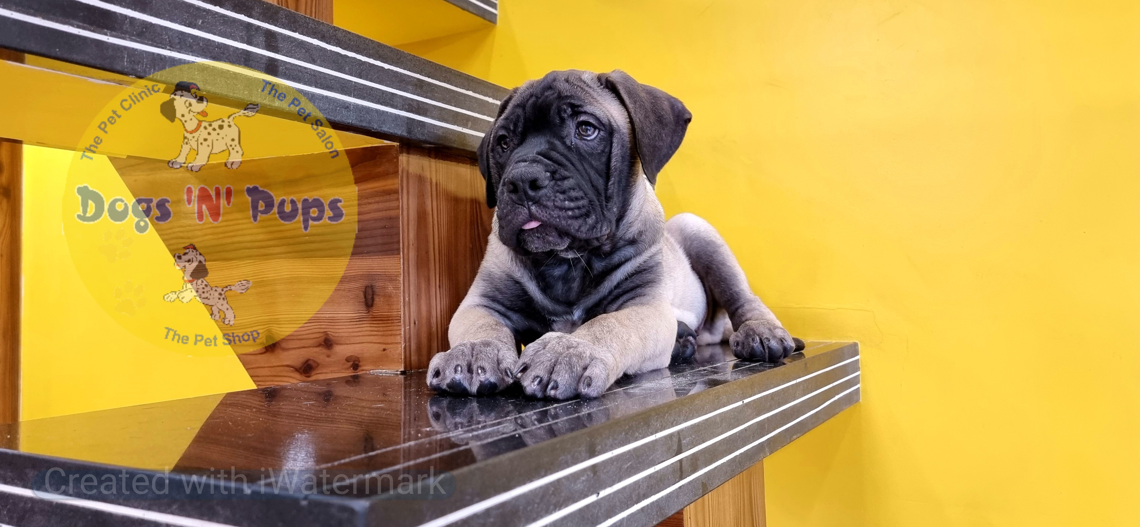 Bullmastiff  image 3