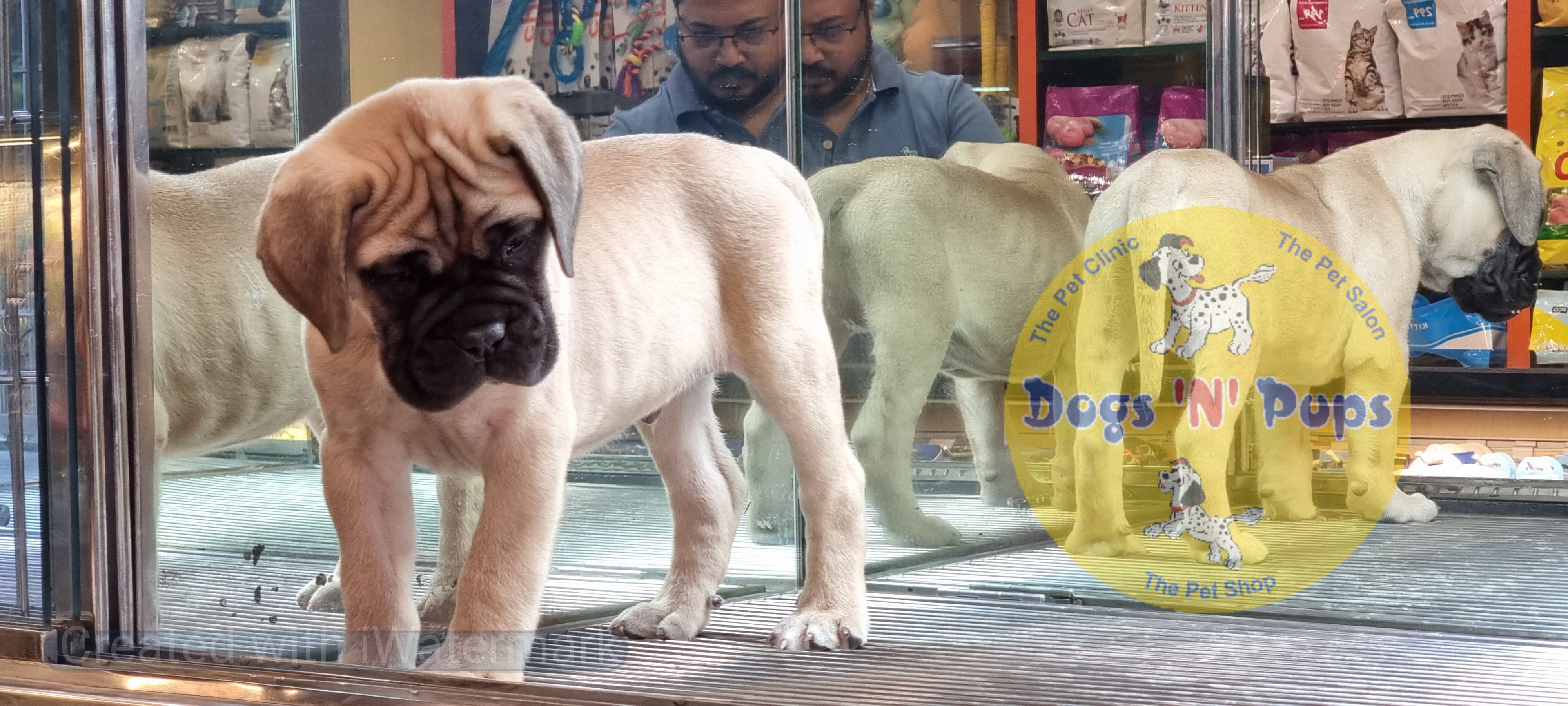 Bullmastiff  image 4