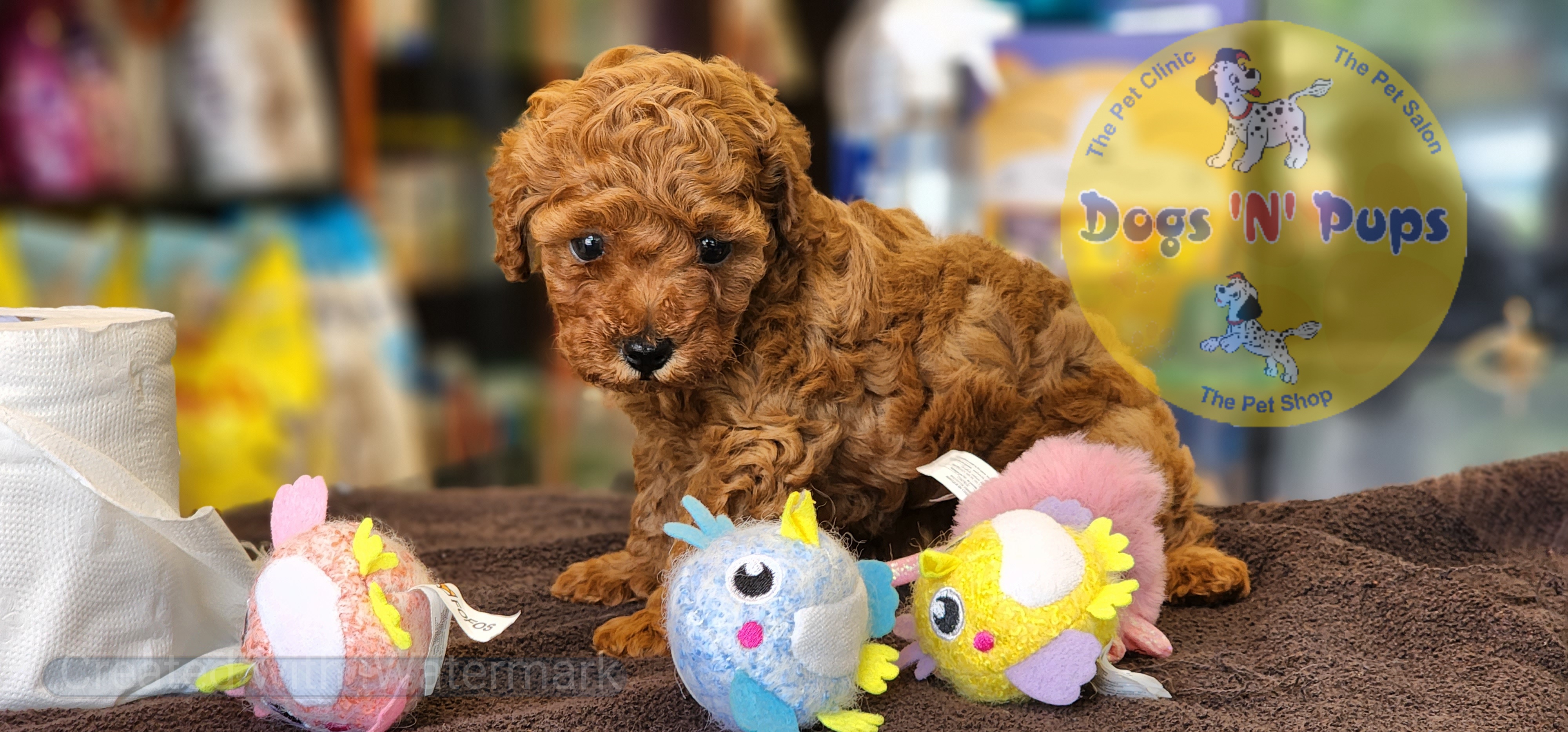 Toy poodle  image 4