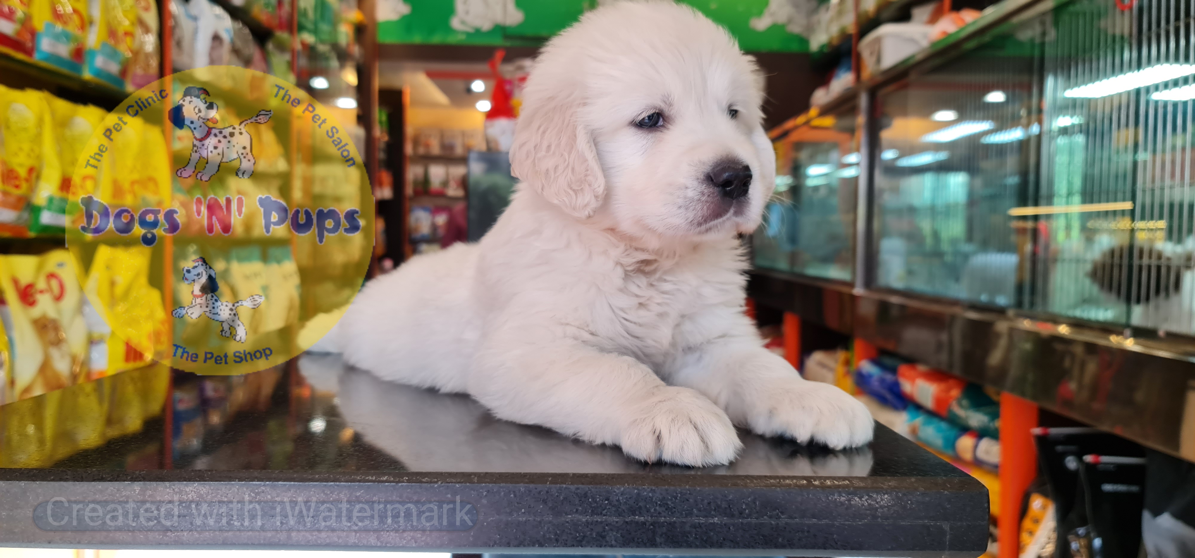 next dog posted image