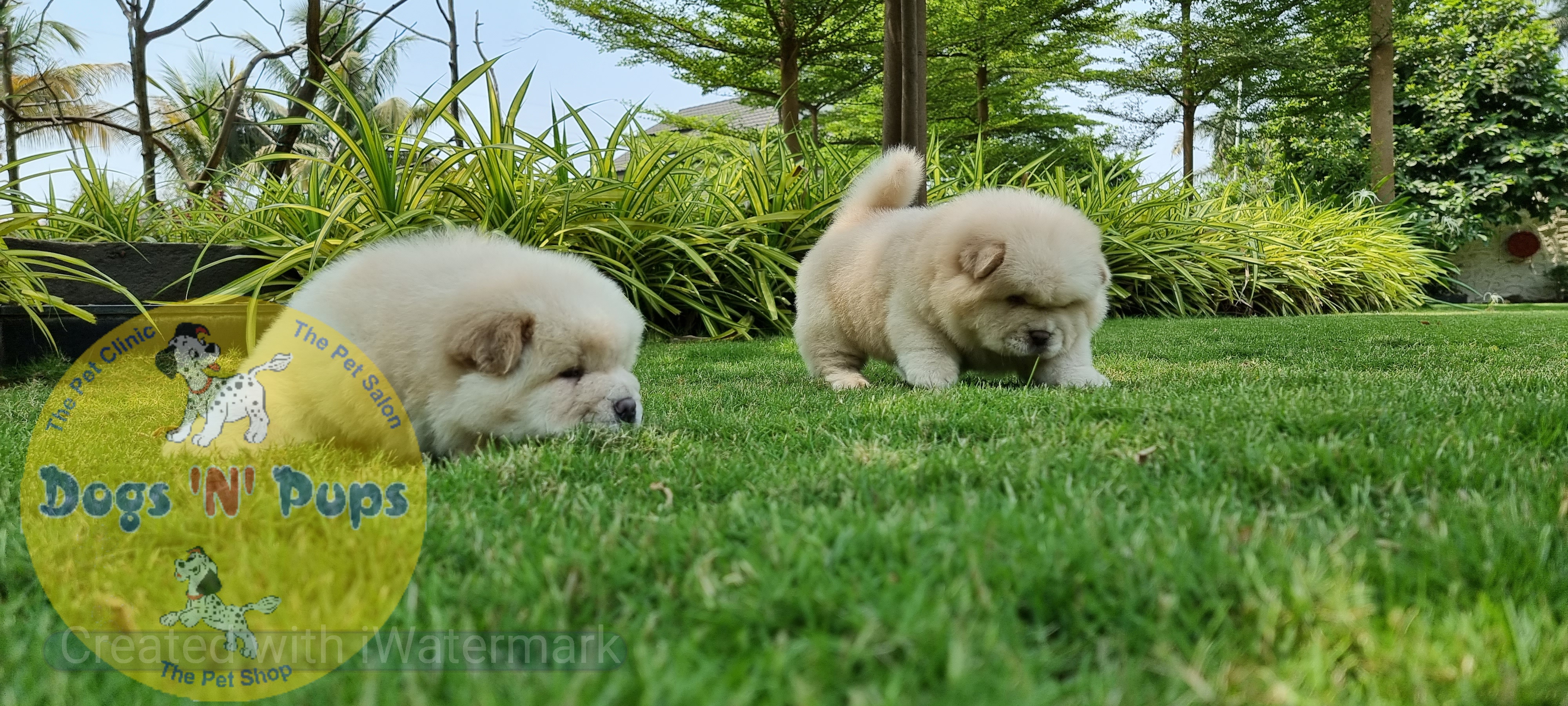 Chow Chow    Cream colour image 8