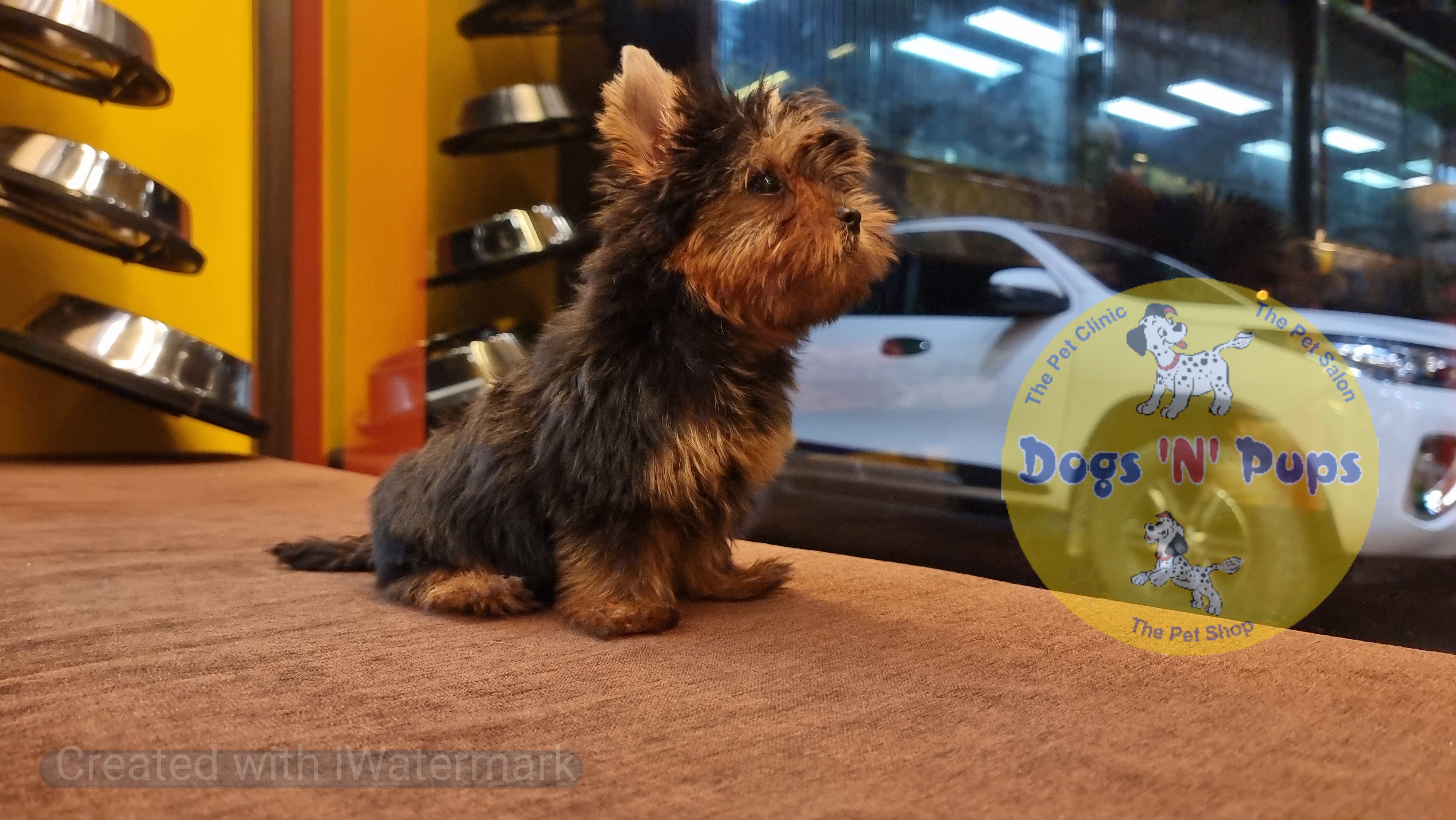 Yorkshire terrior  image 13