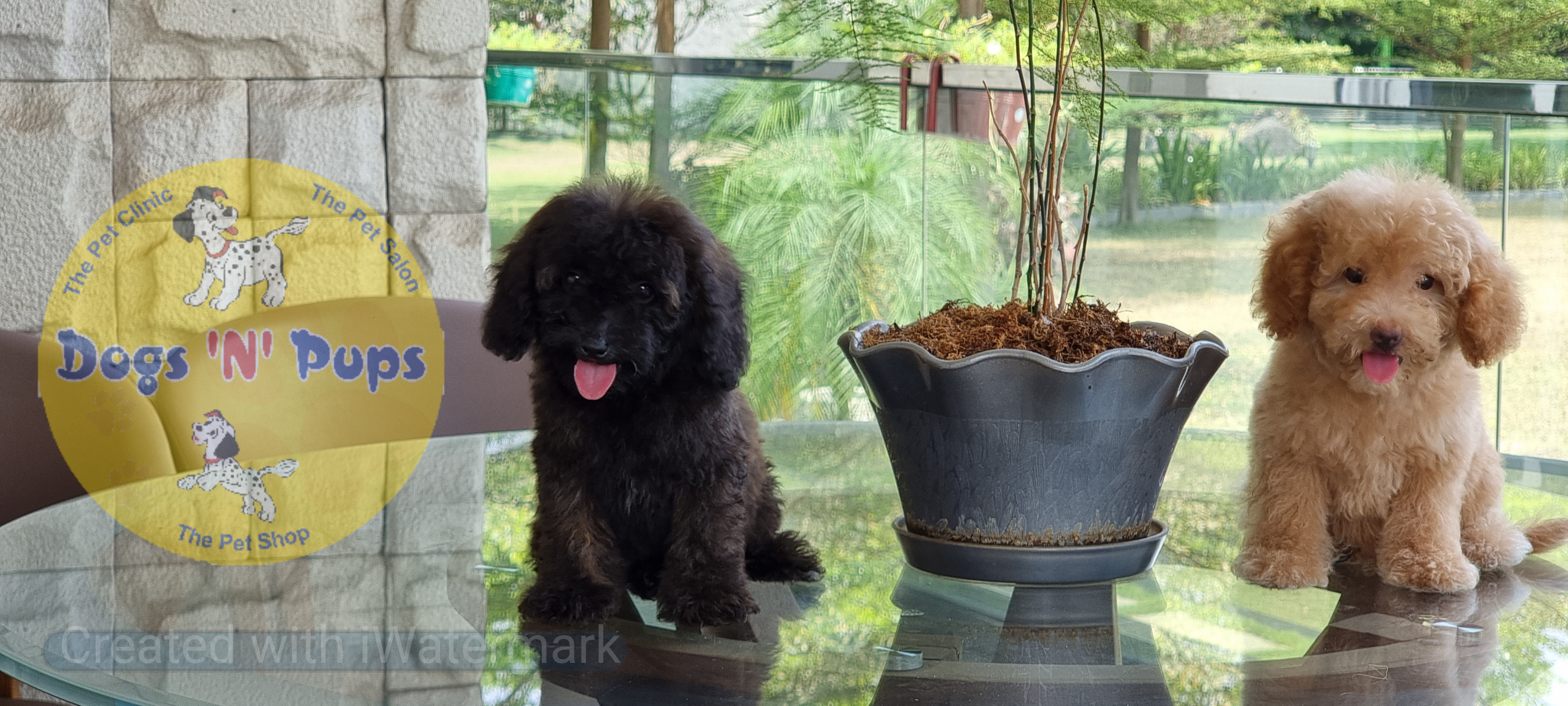 Toy poodle  image 2