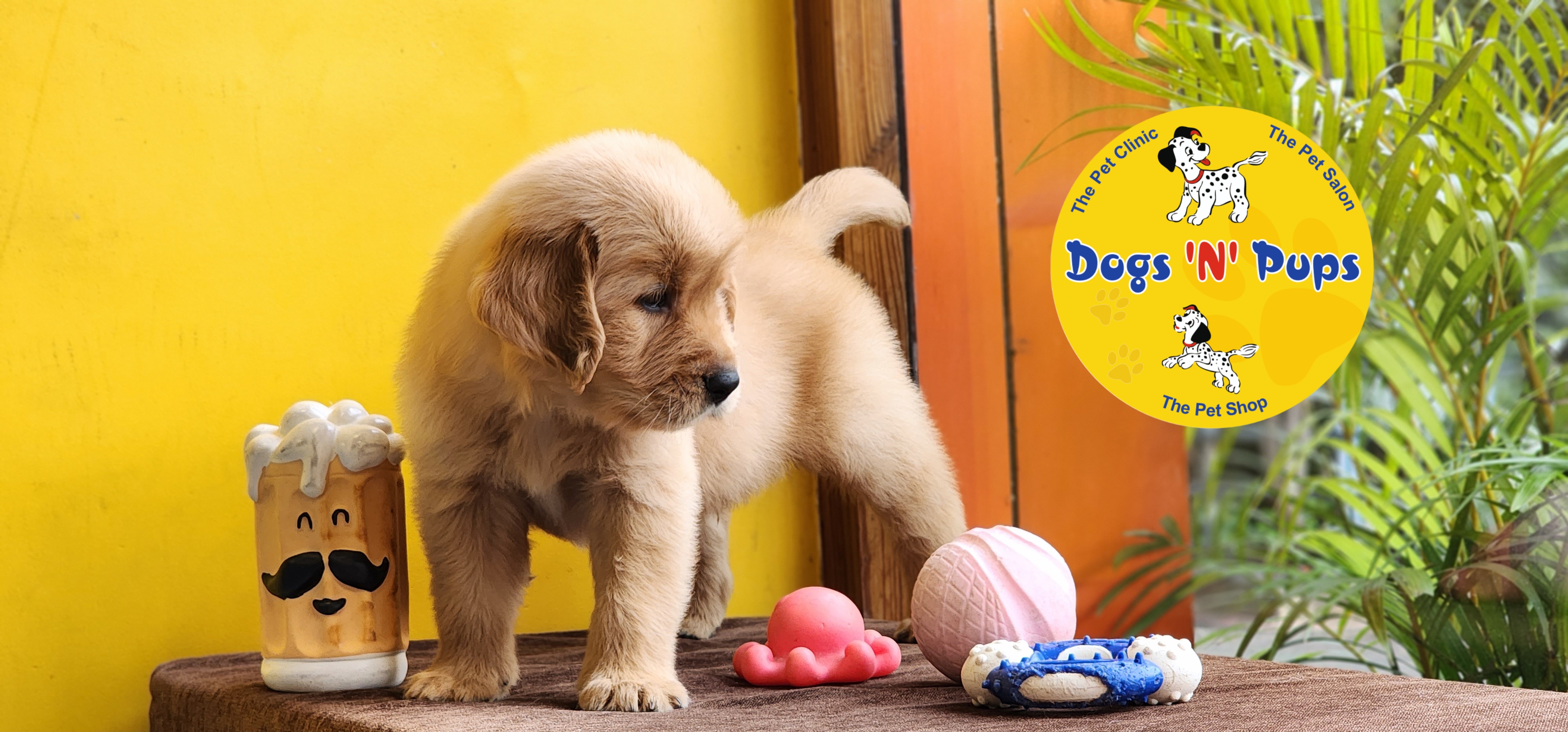 Golden retriever  image 2