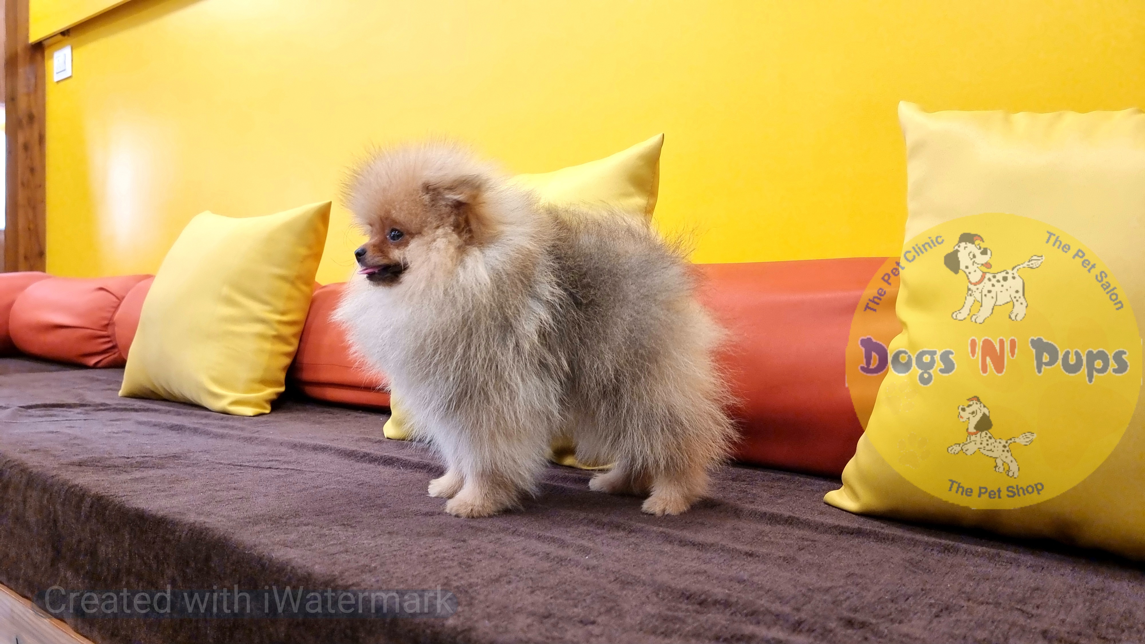 Toy pomeranian  image 12