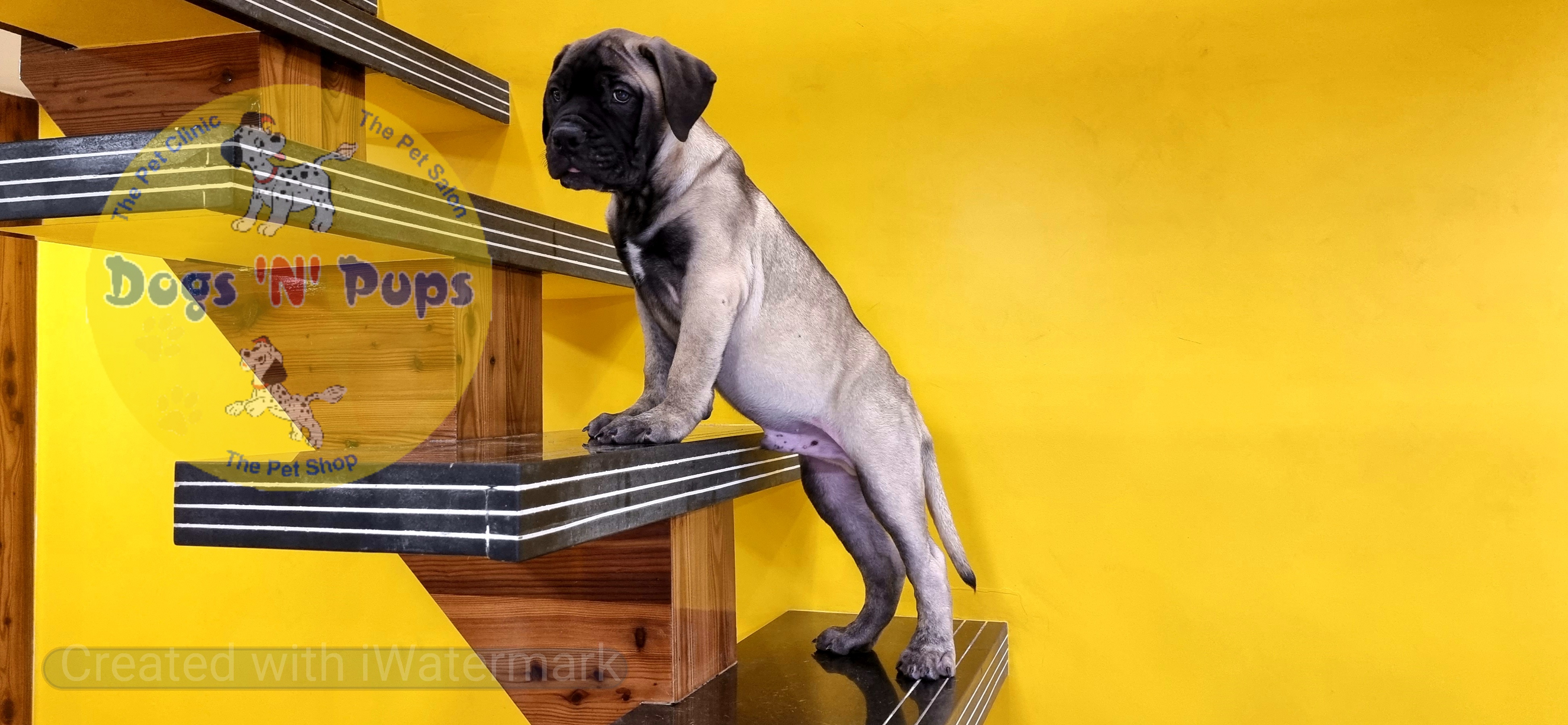 Bullmastiff  image 7