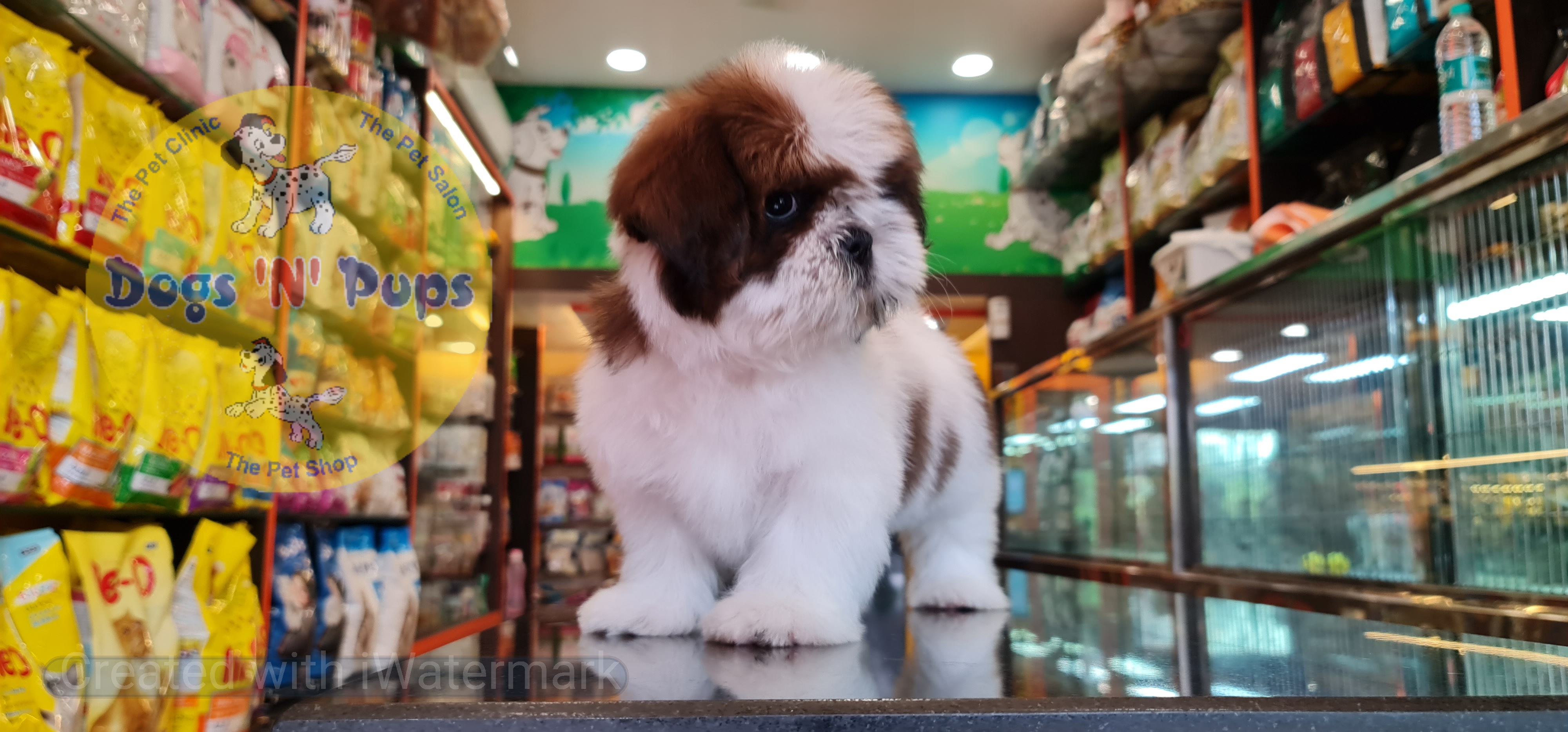 Shihtzu puppy image 17