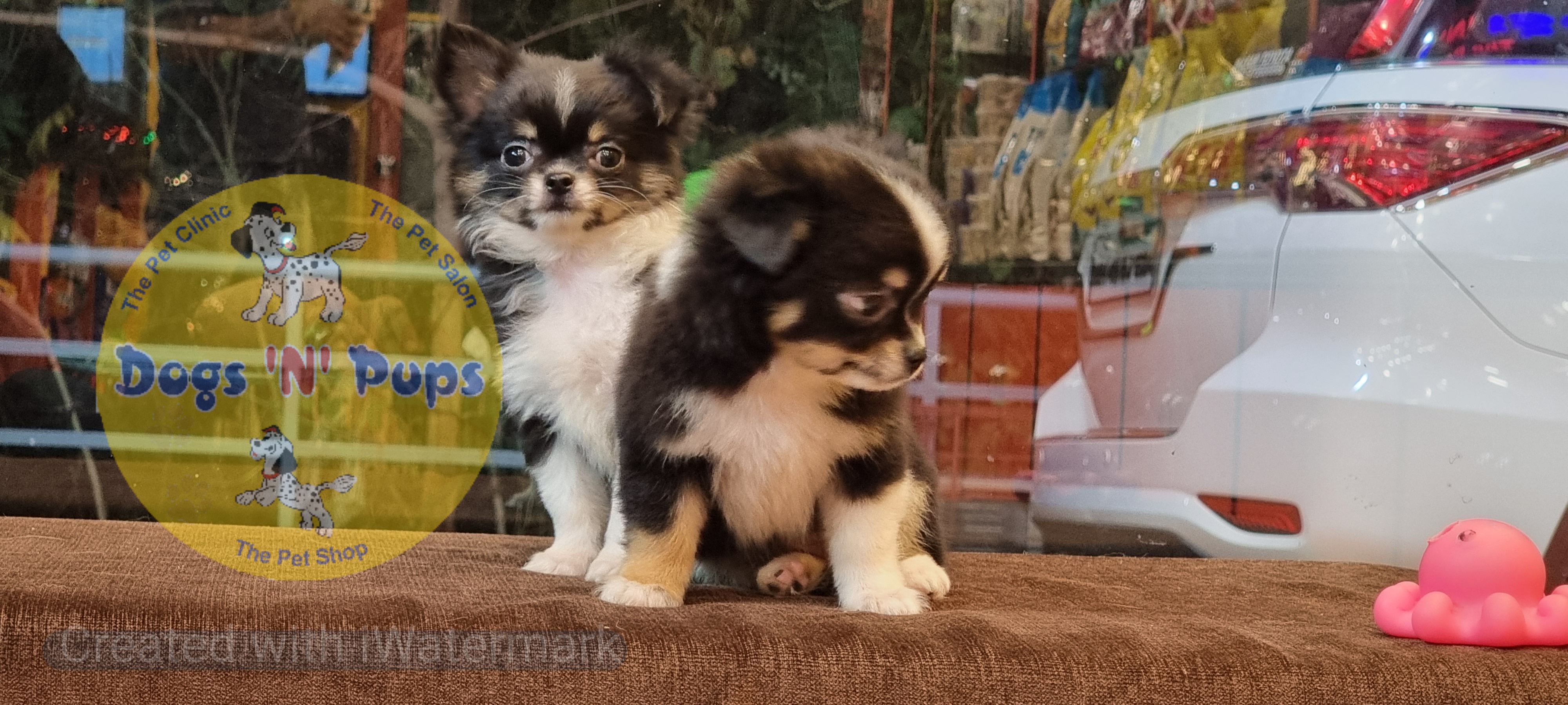 Chihuahua long haired  image 9