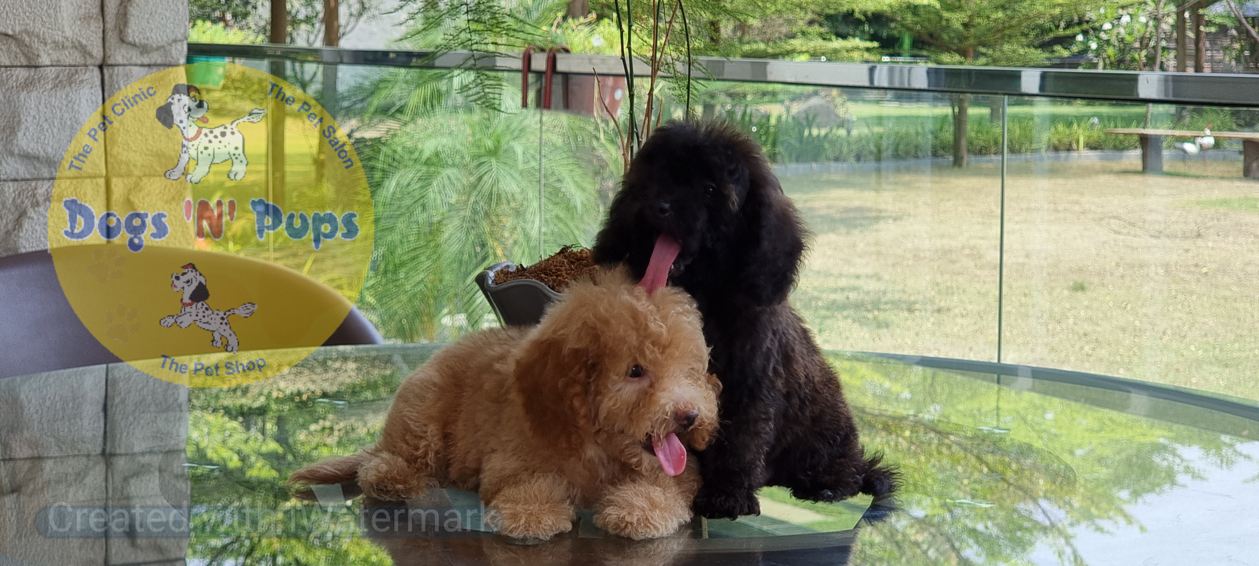 Toy poodle  image 8