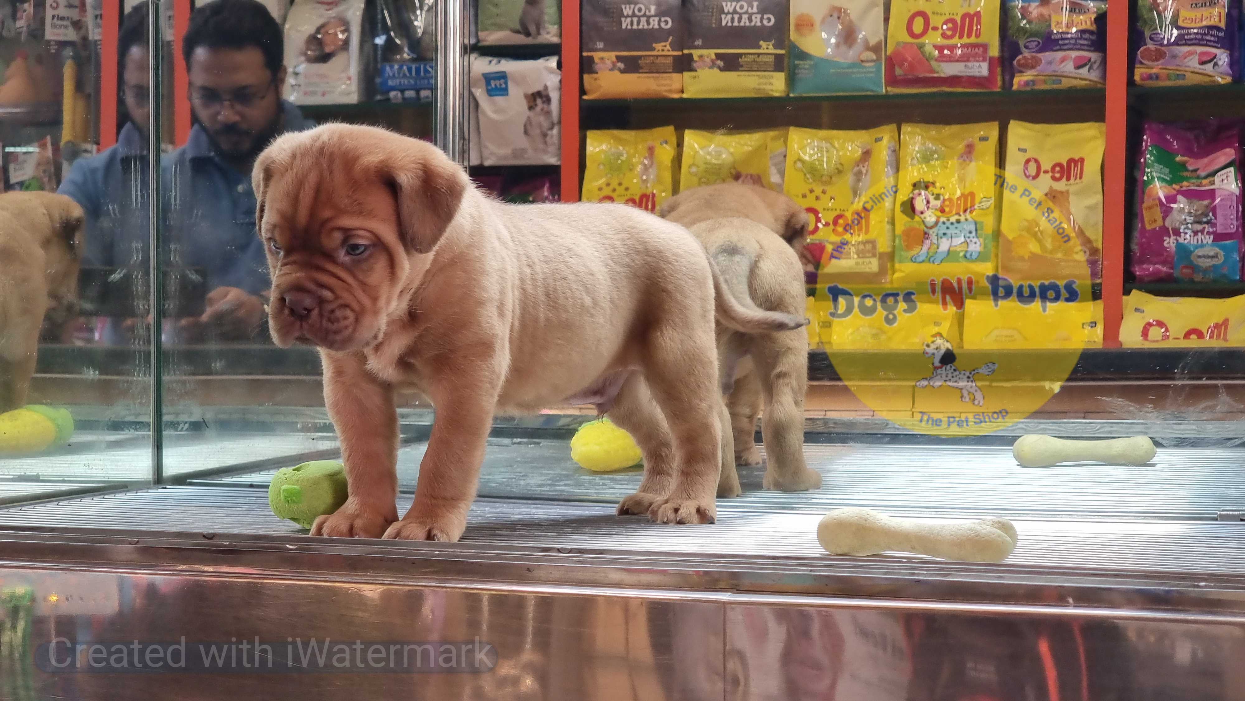 French mastiff  image 5