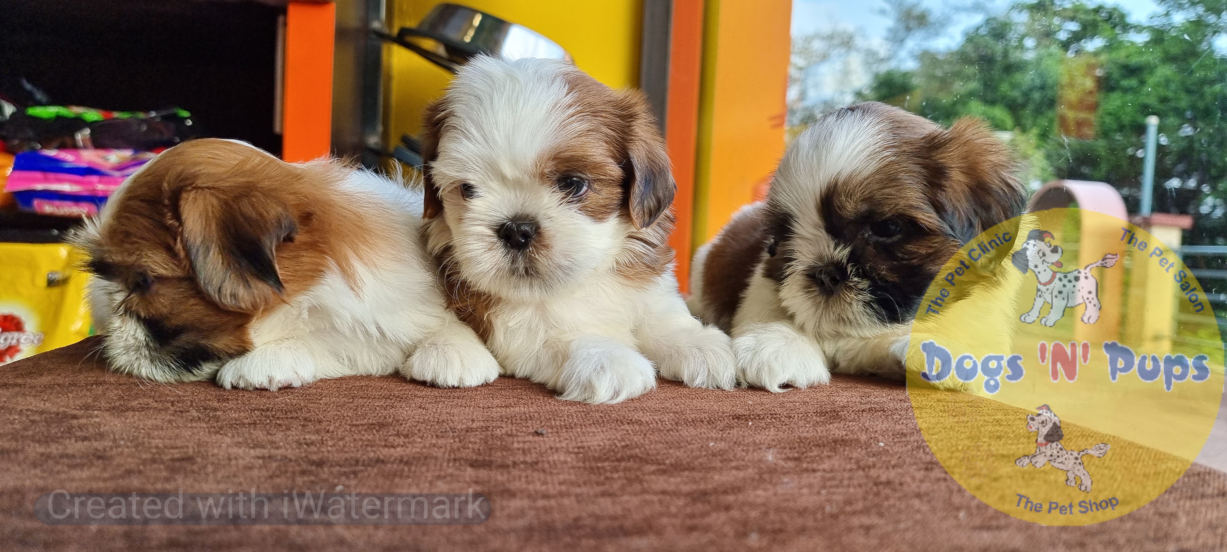 Shihtzu  image 6