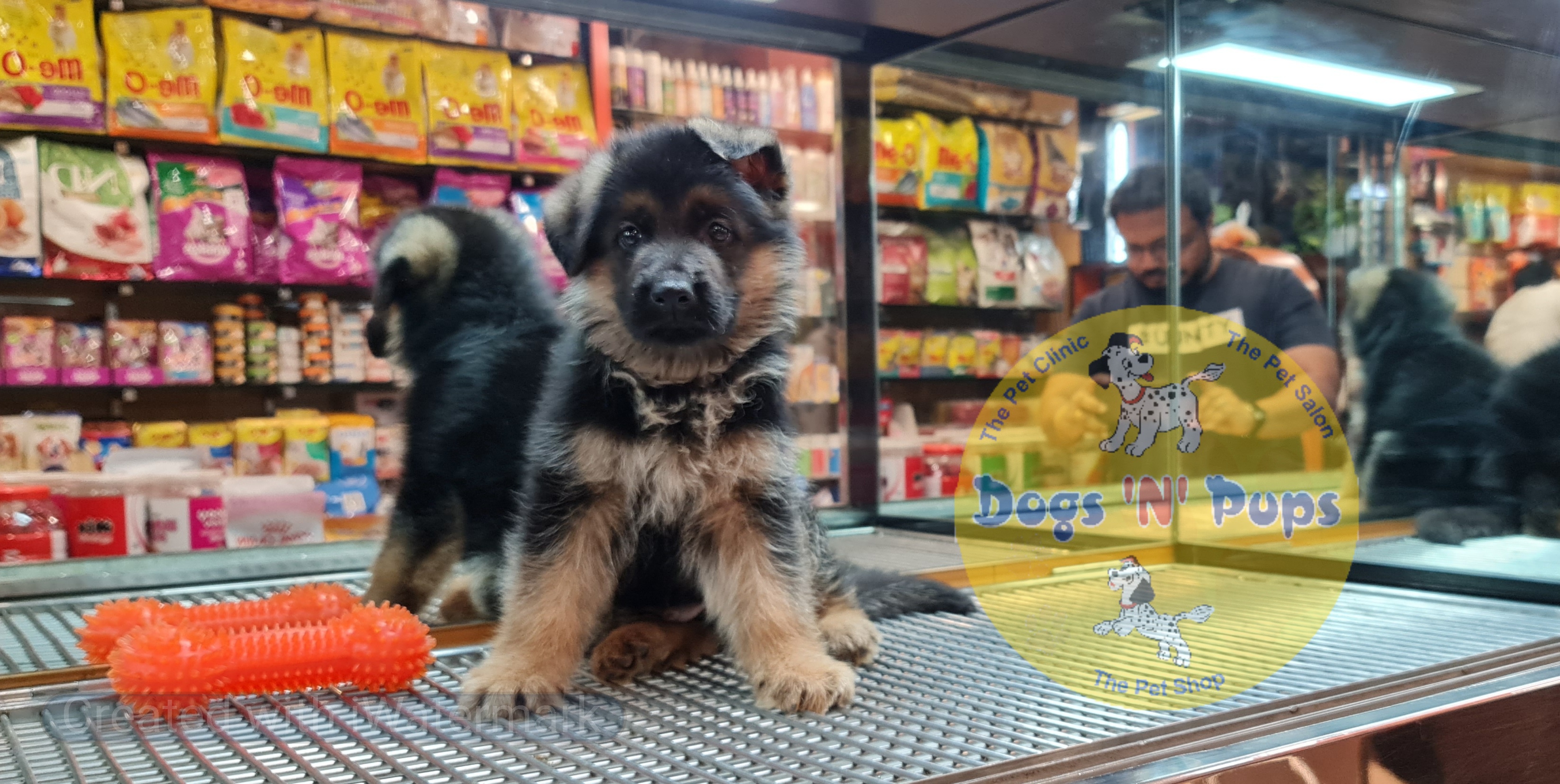 German shepherd  image 2