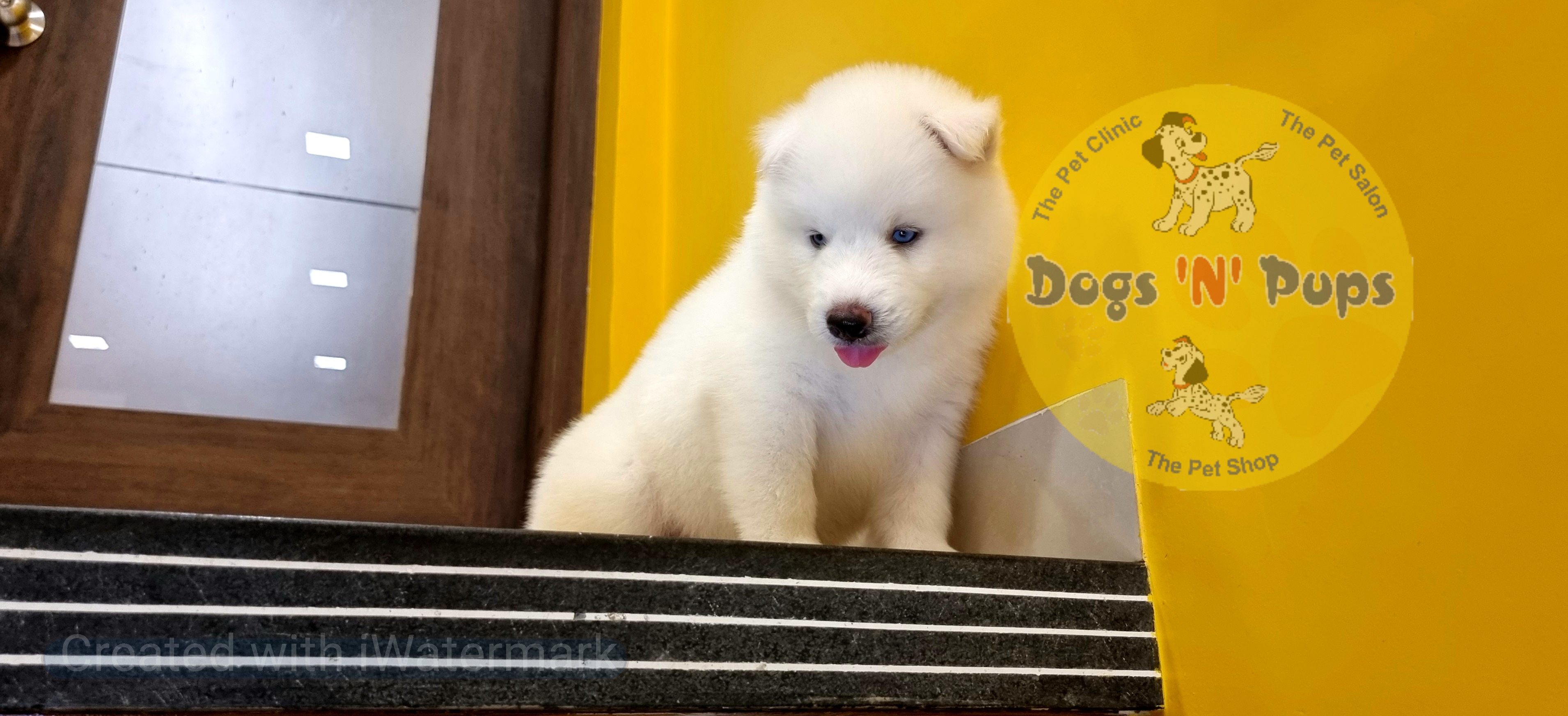 Siberian husky  image 2