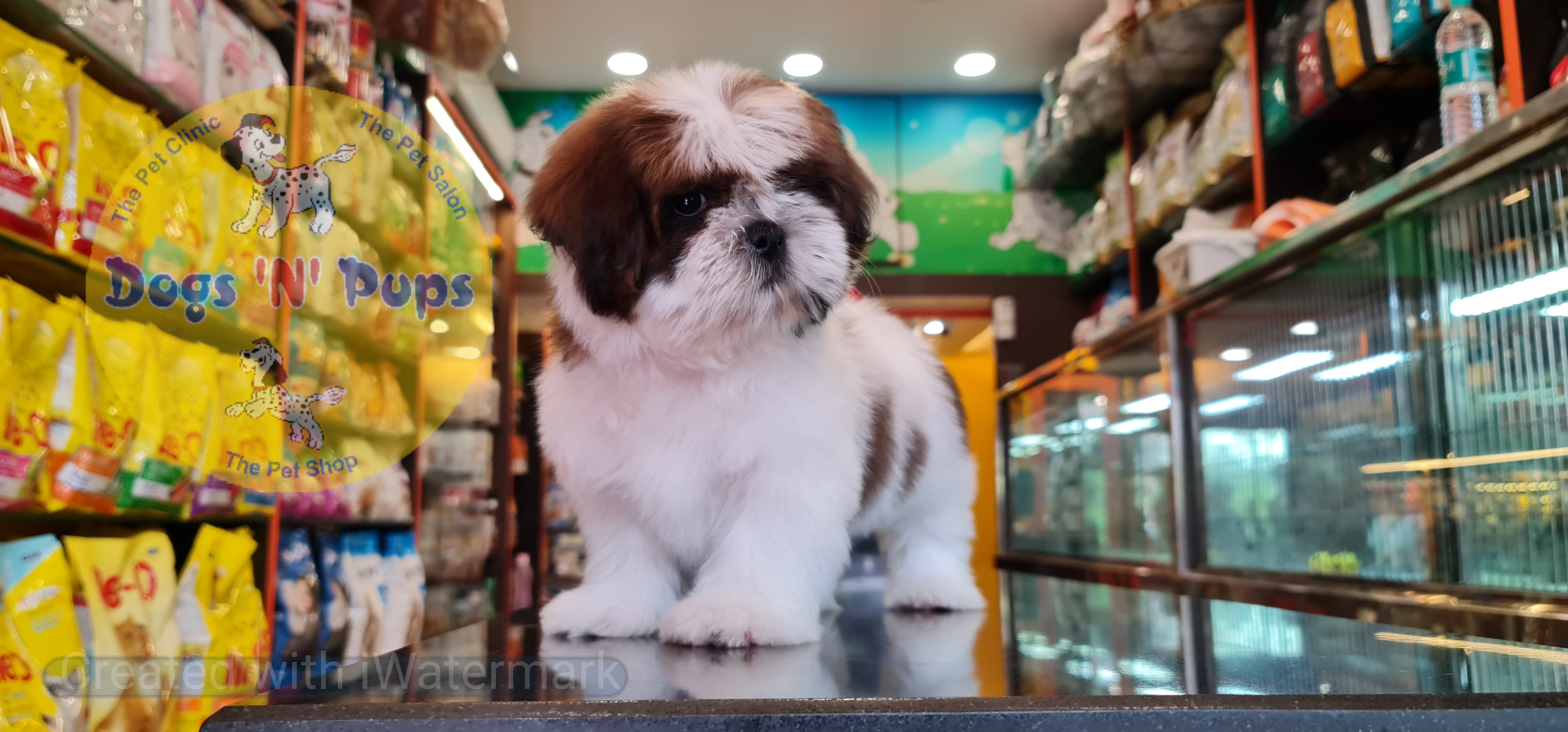 Shihtzu puppy image 15
