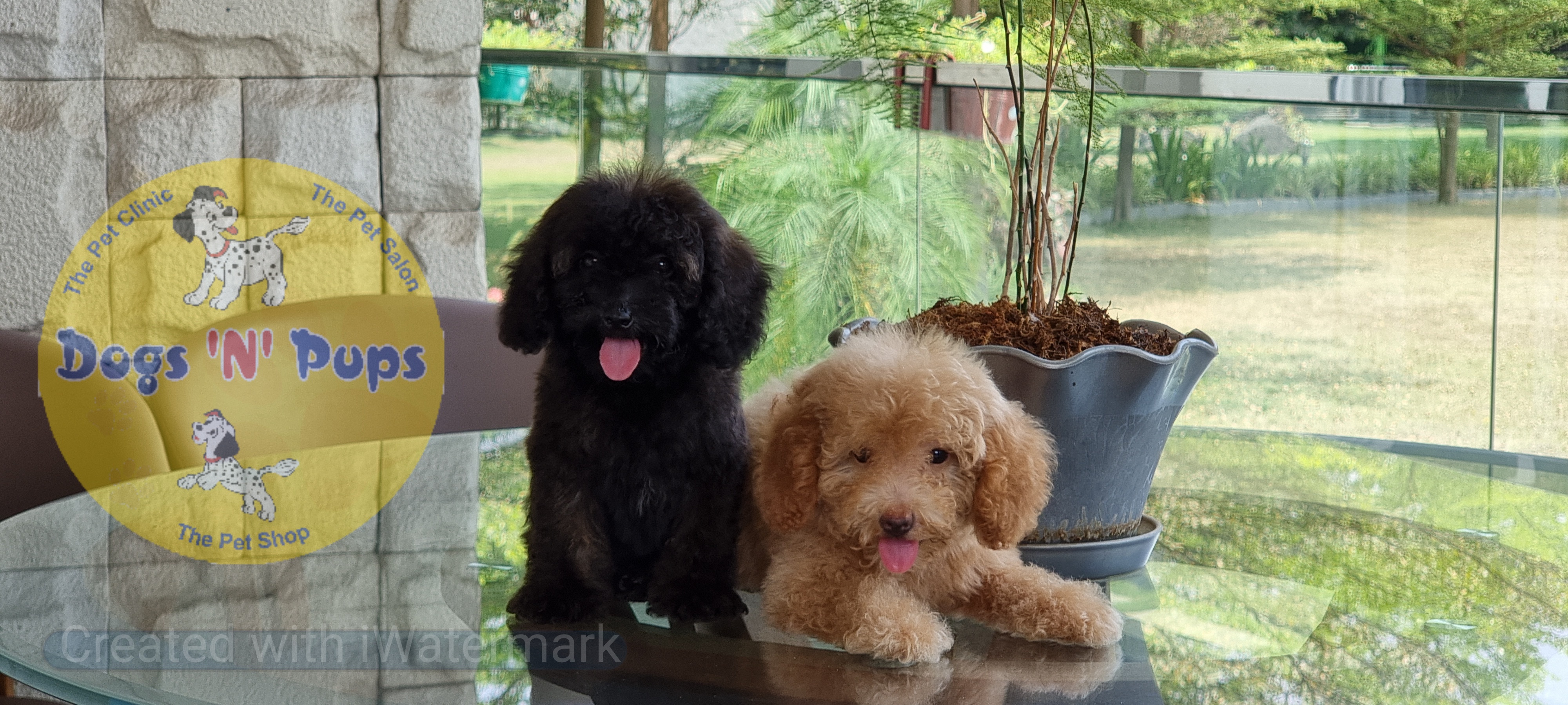 pet Toy poodle  header image