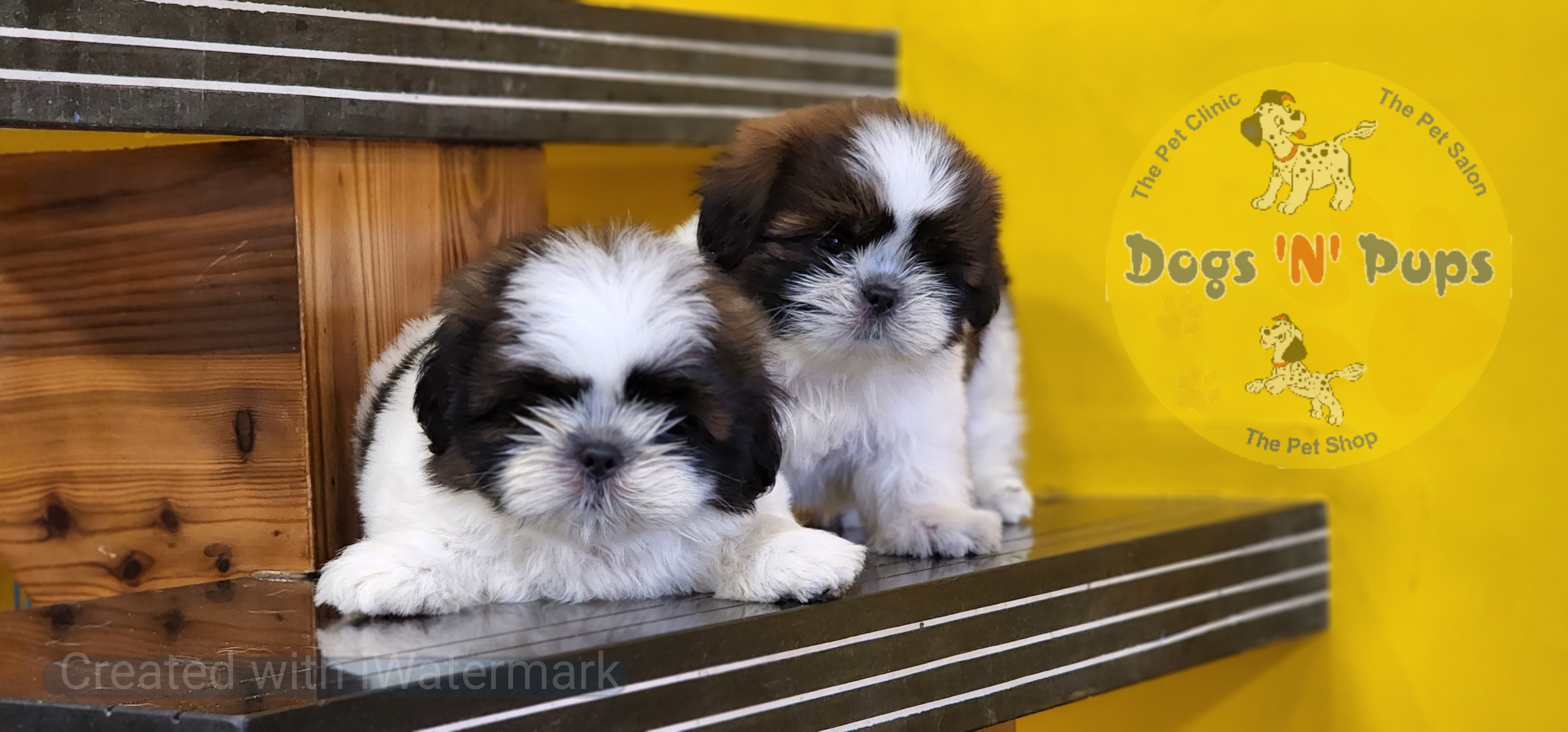 pet Shihtzu  header image