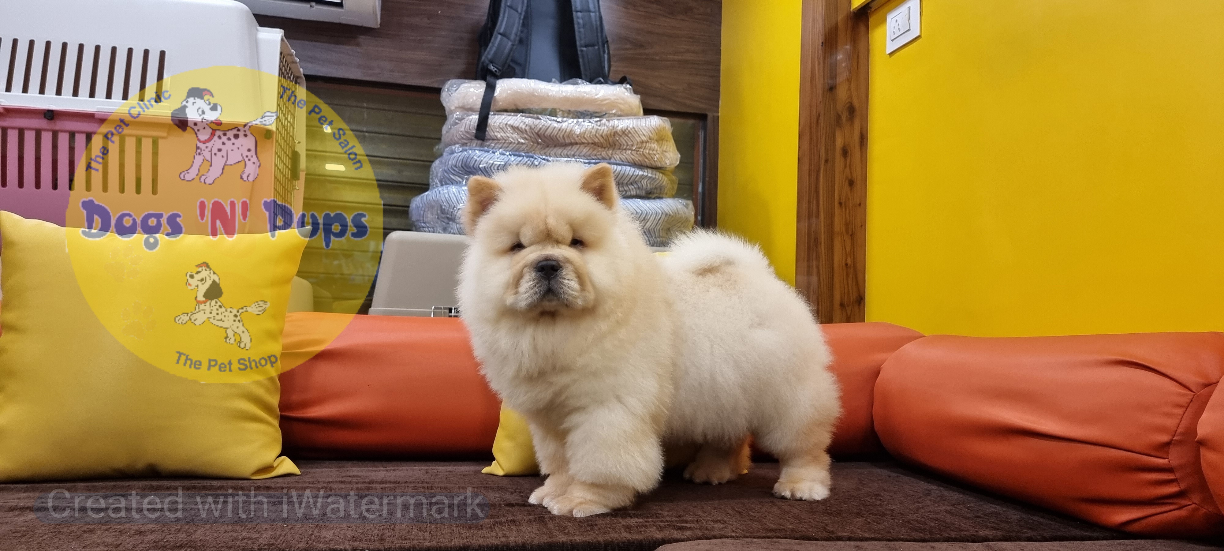 prev dog posted image