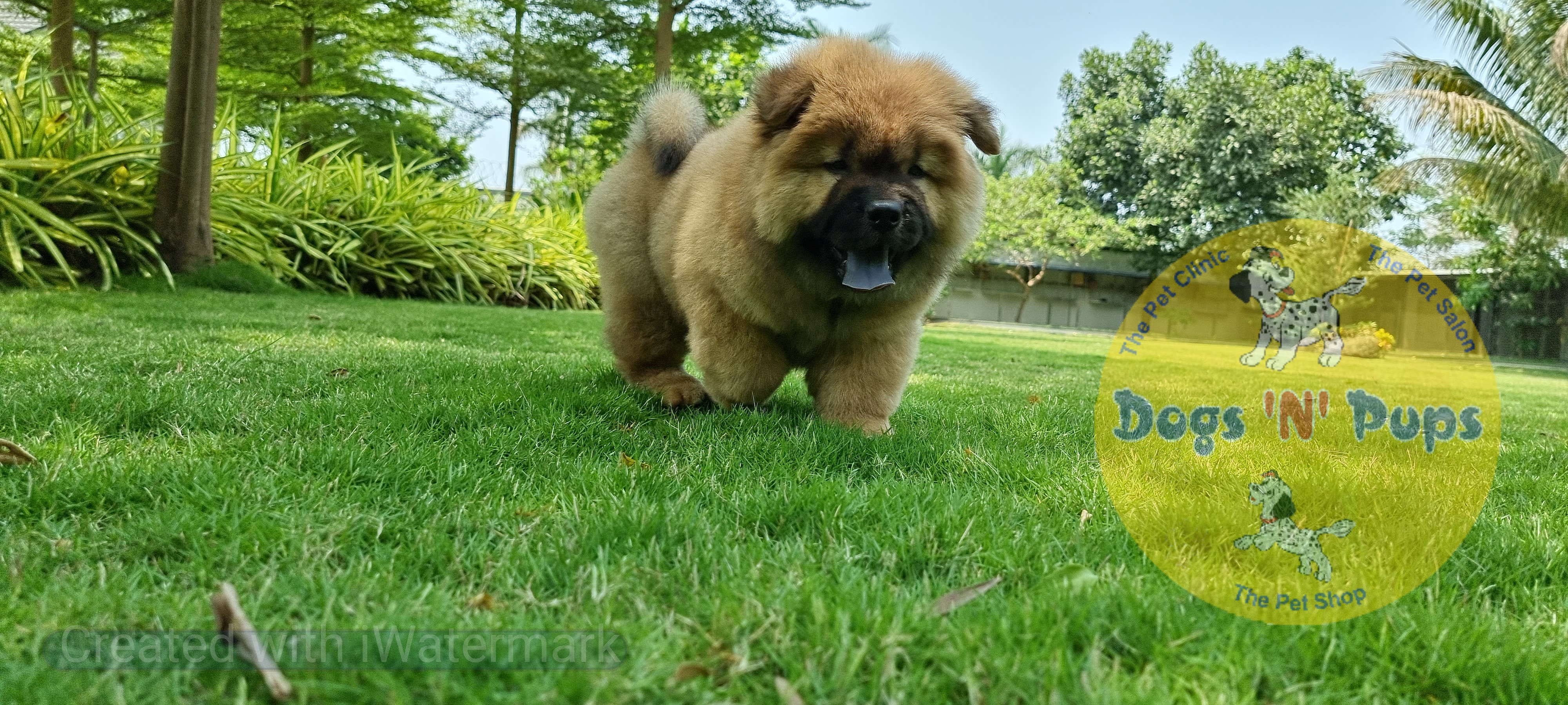 Chow Chow     image 8