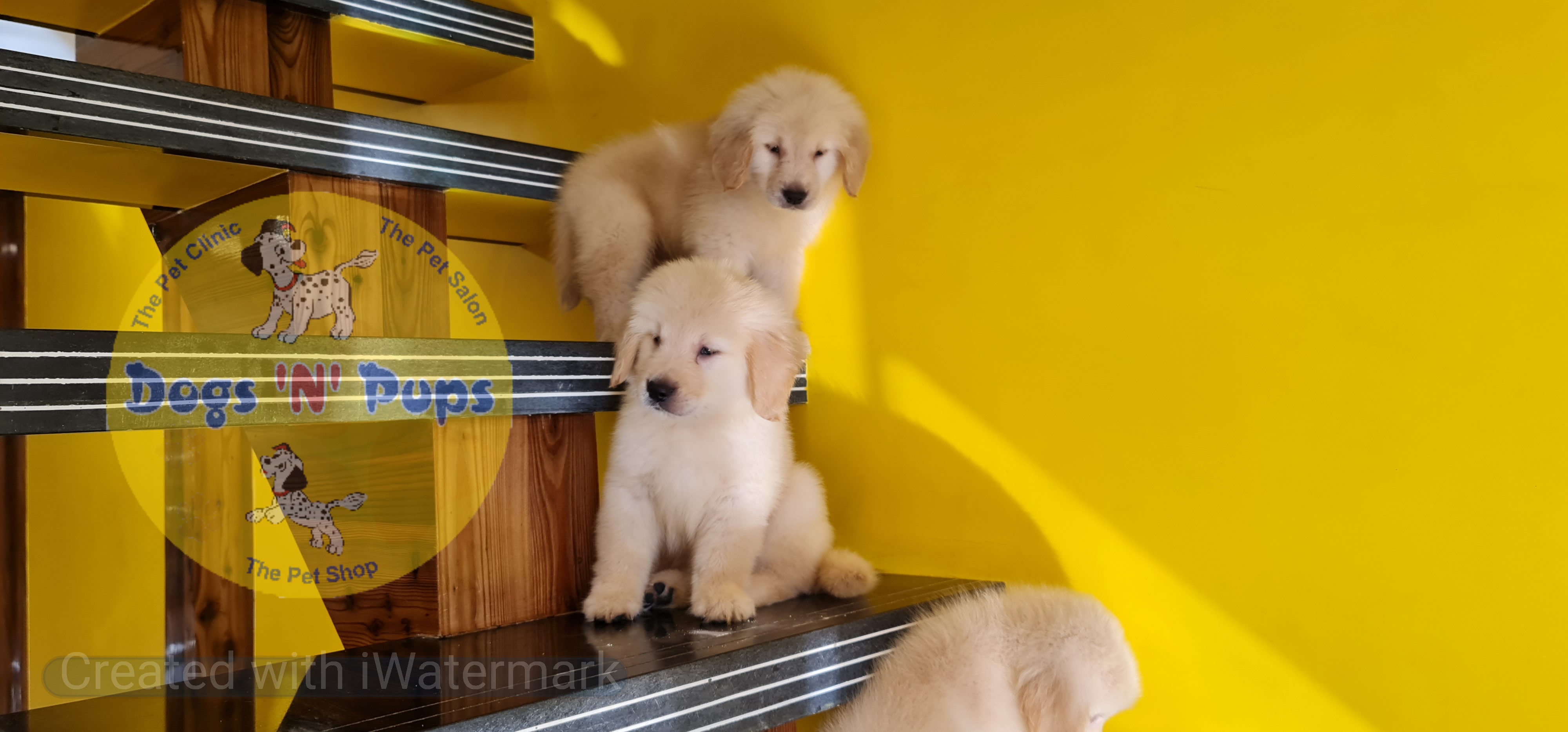 Golden retriever  image 3