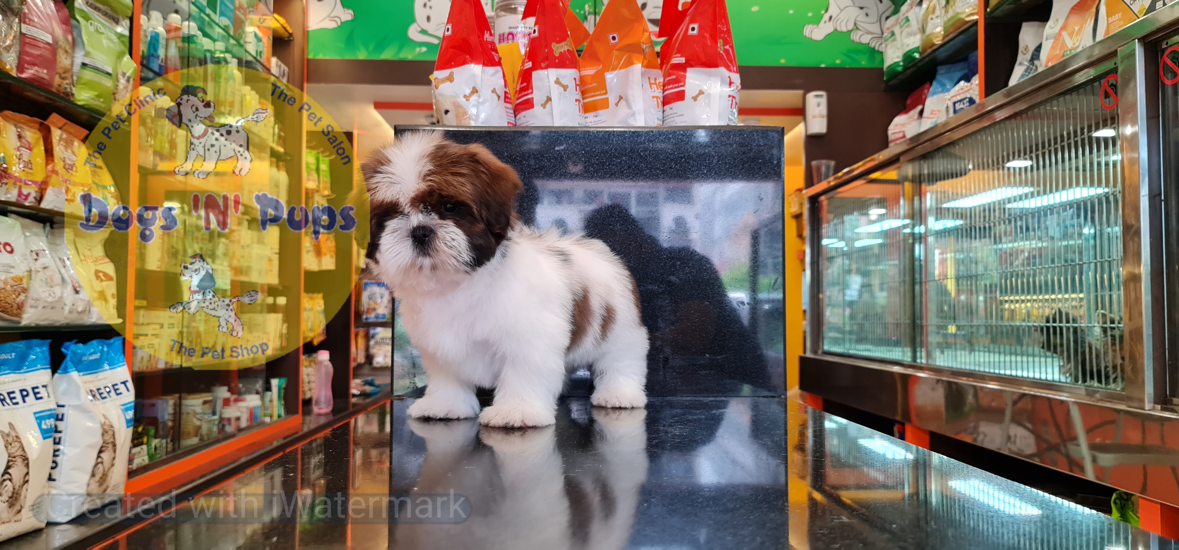 Shihtzu puppy image 5