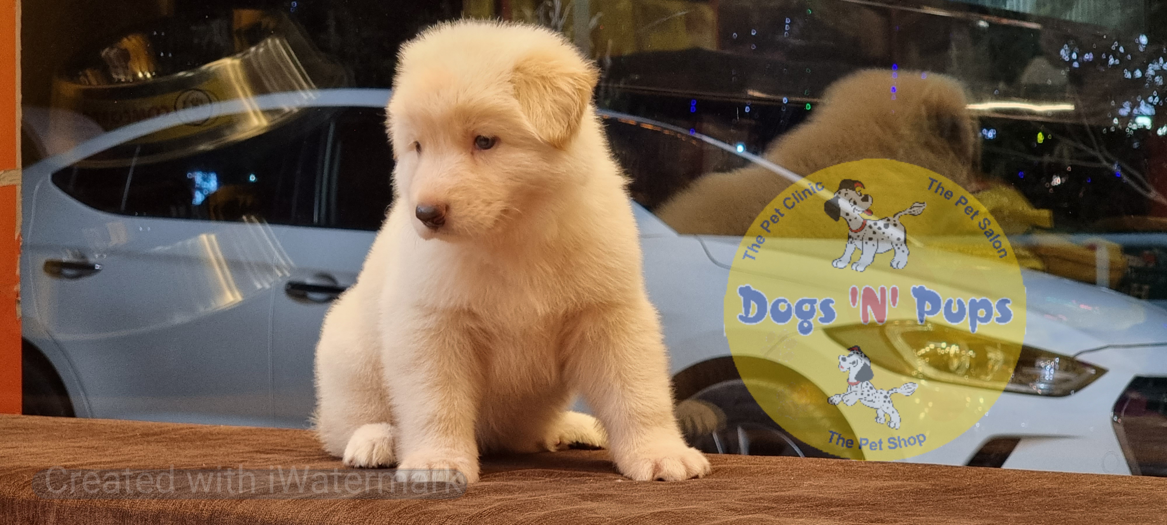 German shepherd  White image 10