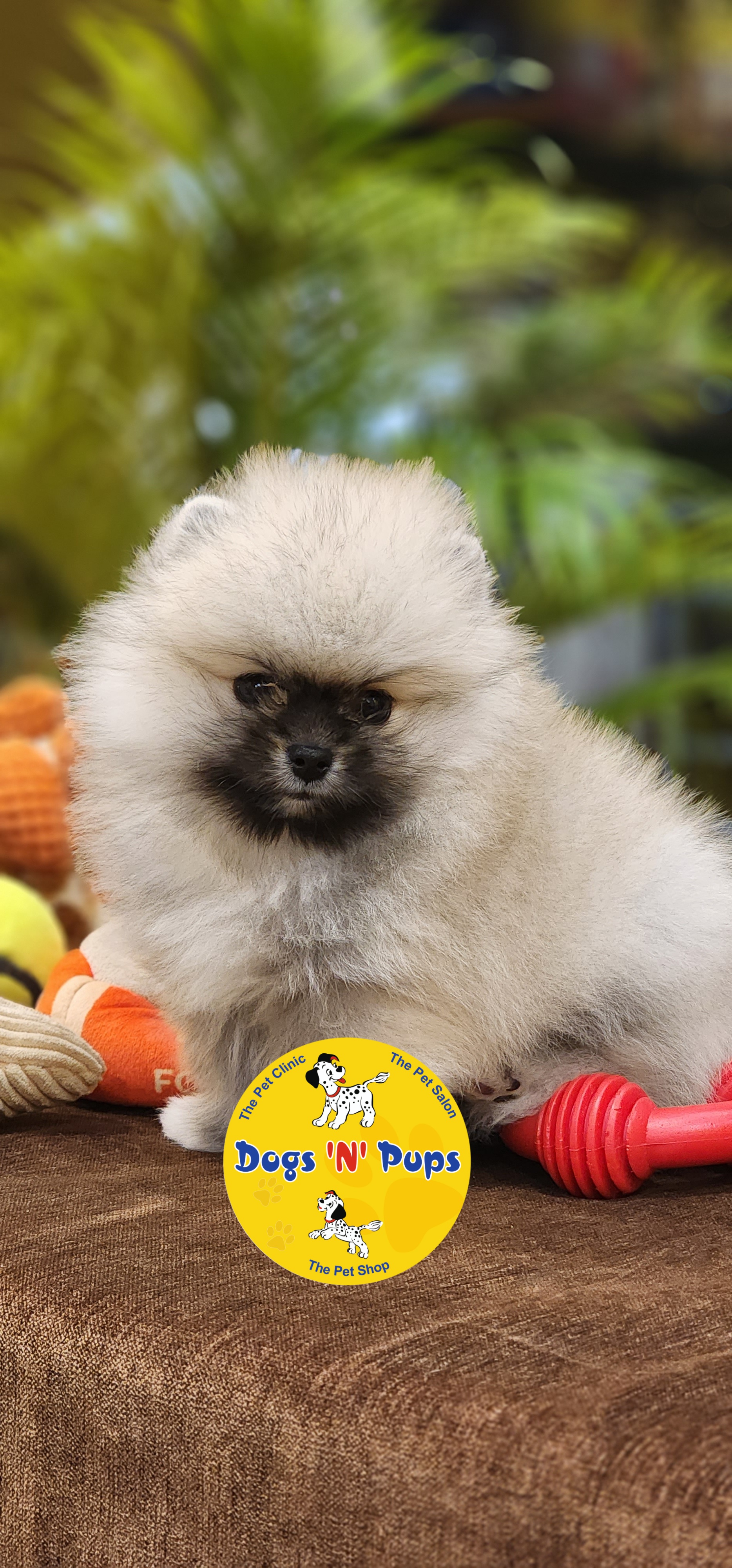 pet Toy pomeranian  header image