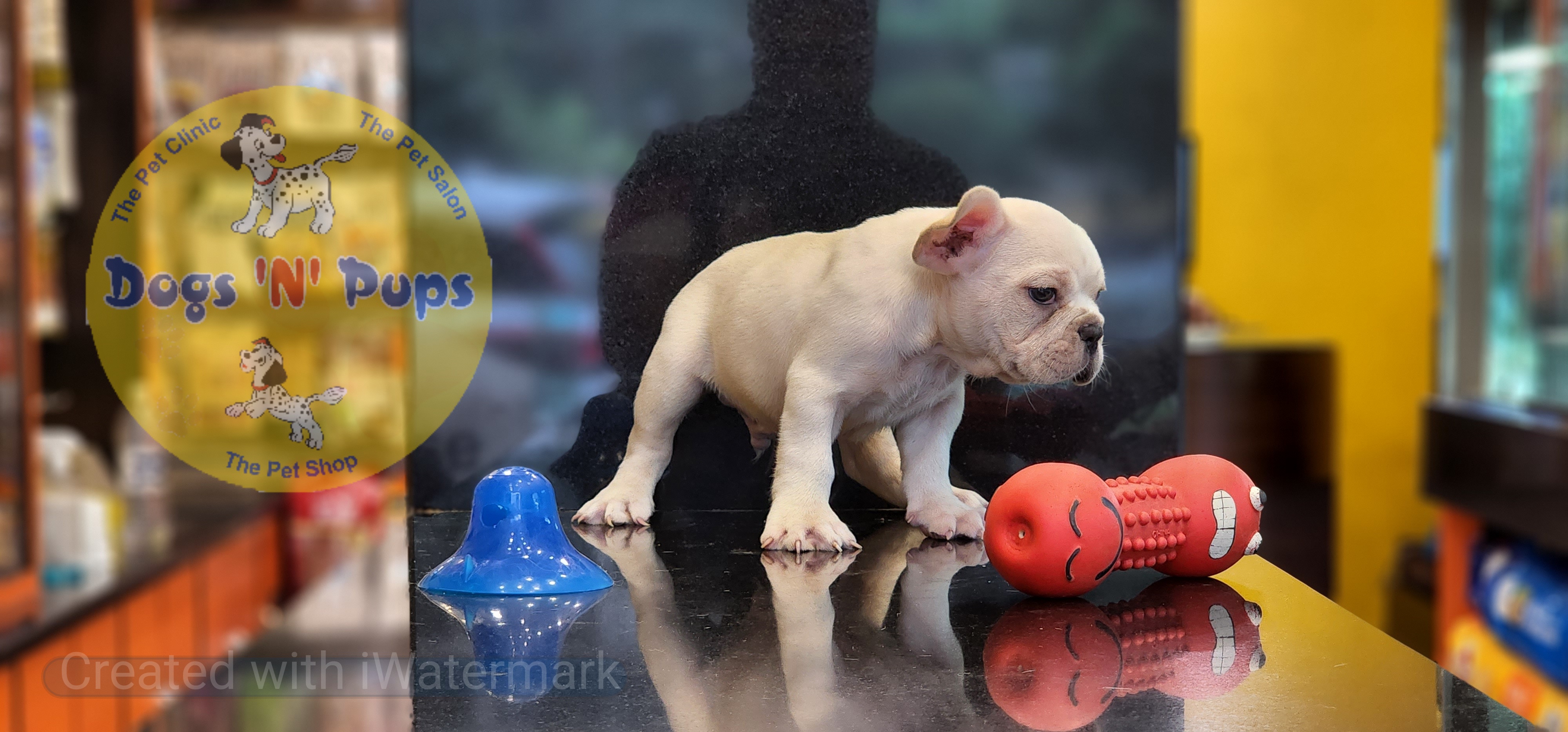 French bulldog  image 9