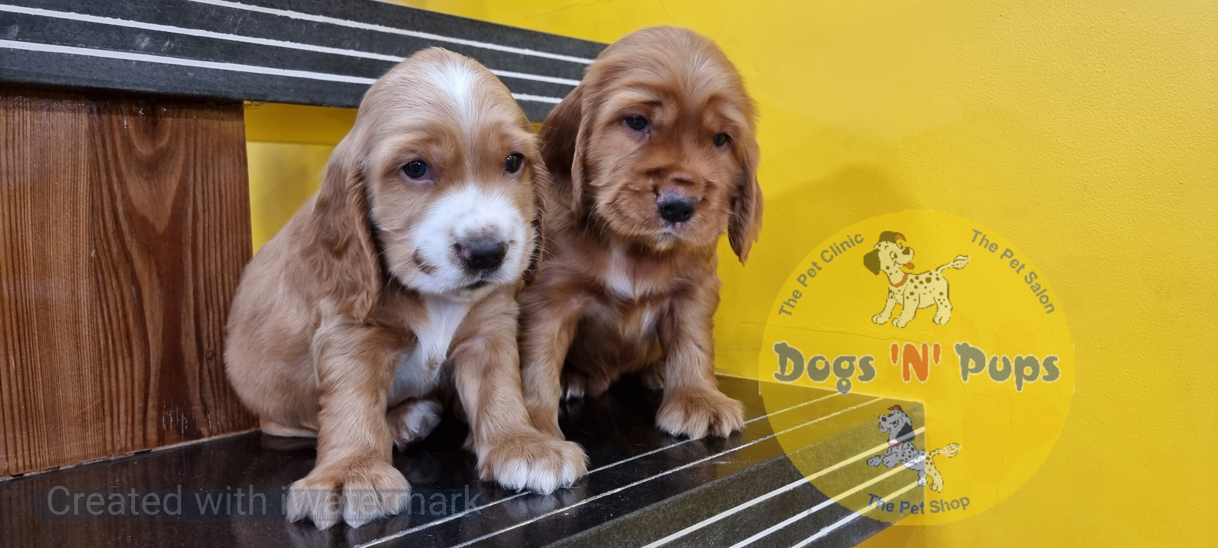 pet Cocker spaniel  header image