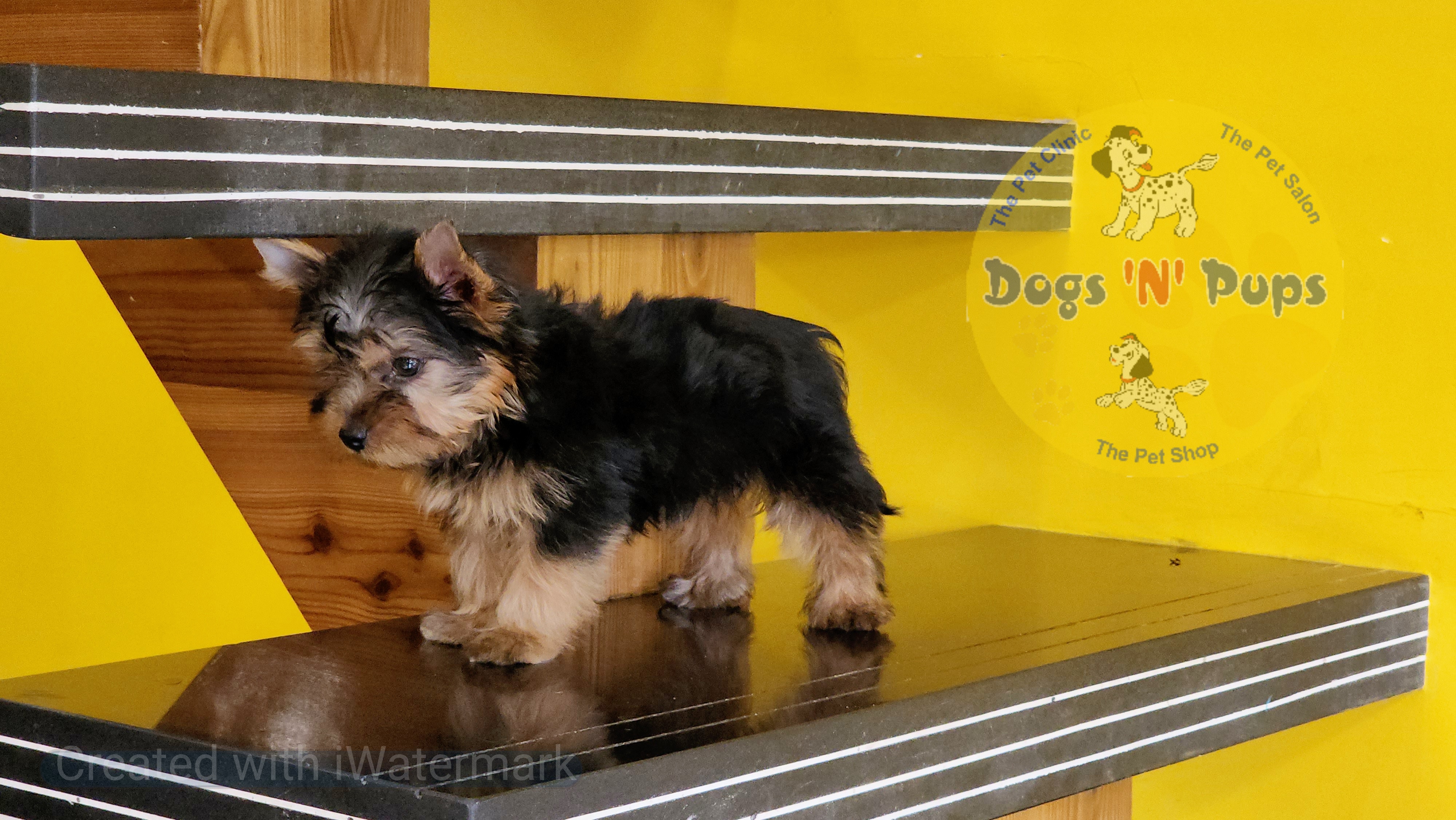 Yorkshire terrier  image 6