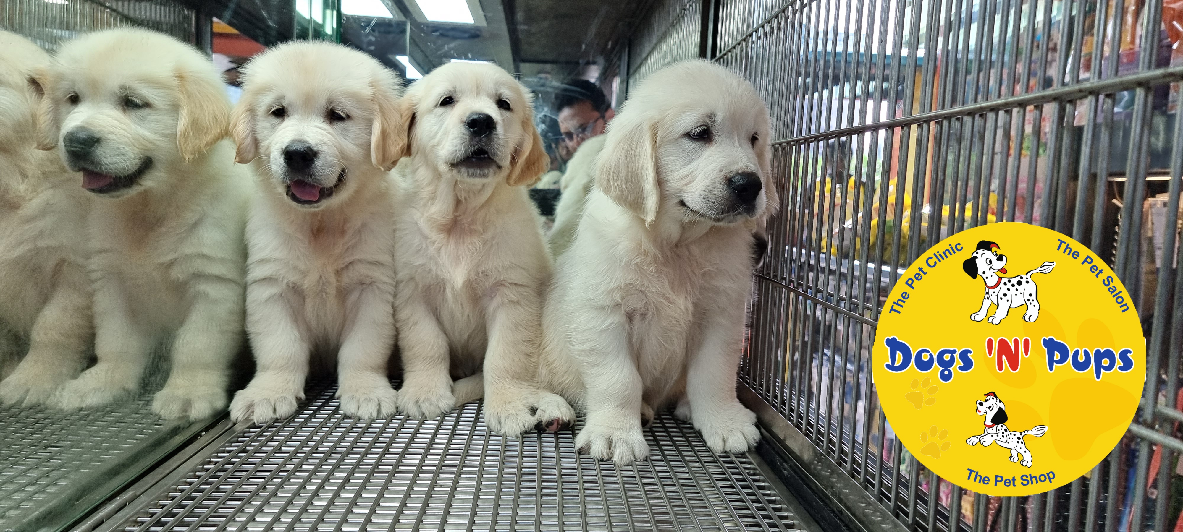 Golden retriever  image 9