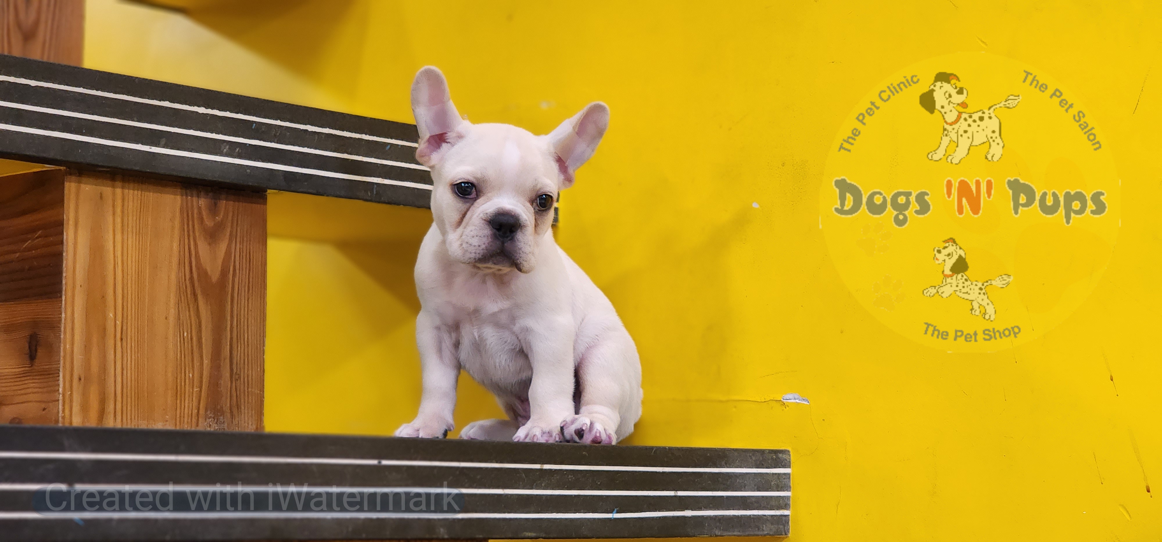 French bulldog  image 3