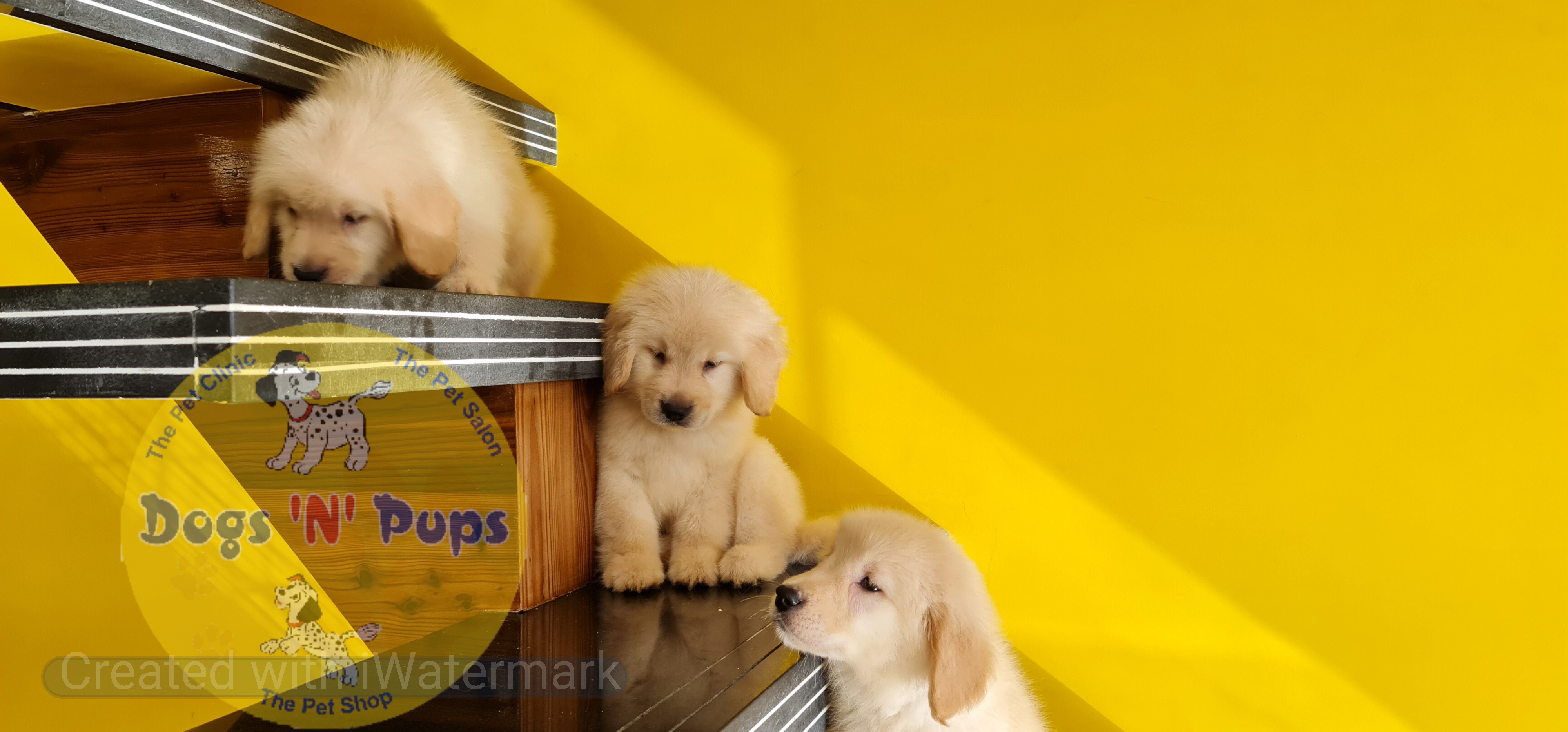 Golden retriever  image 5