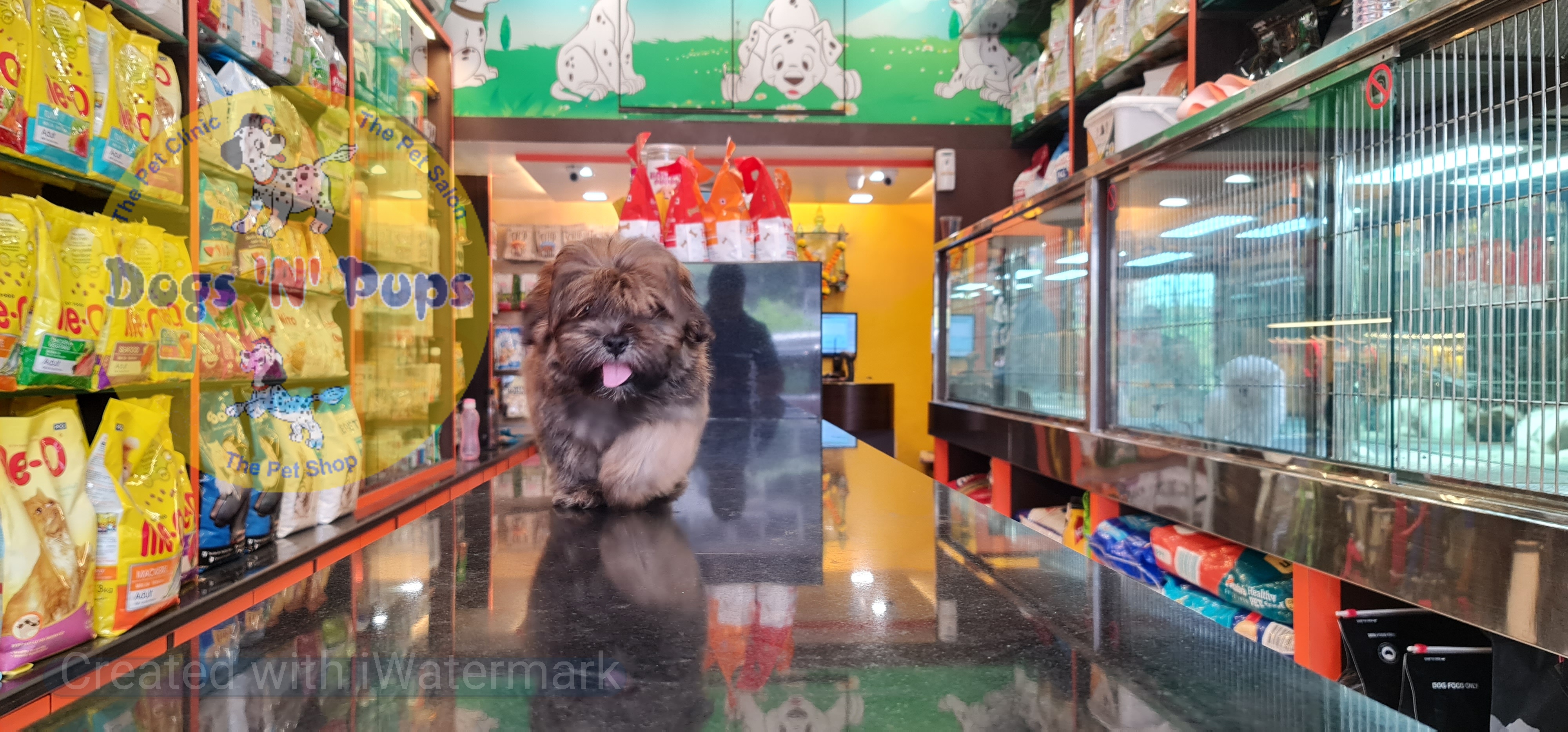 pet Lhasa Apso  header image