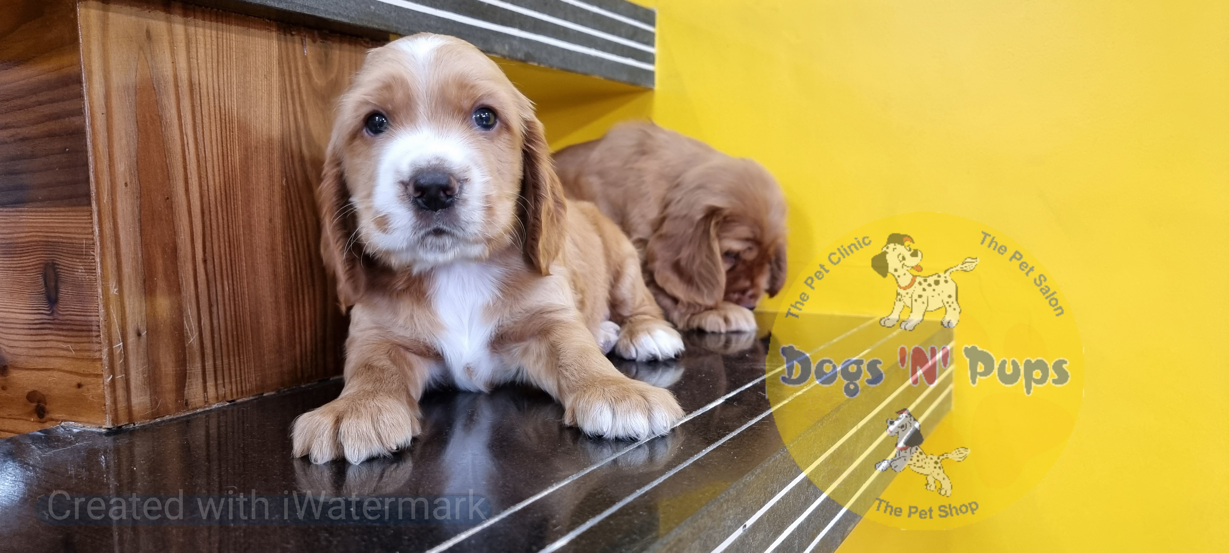 Cocker spaniel  image 4