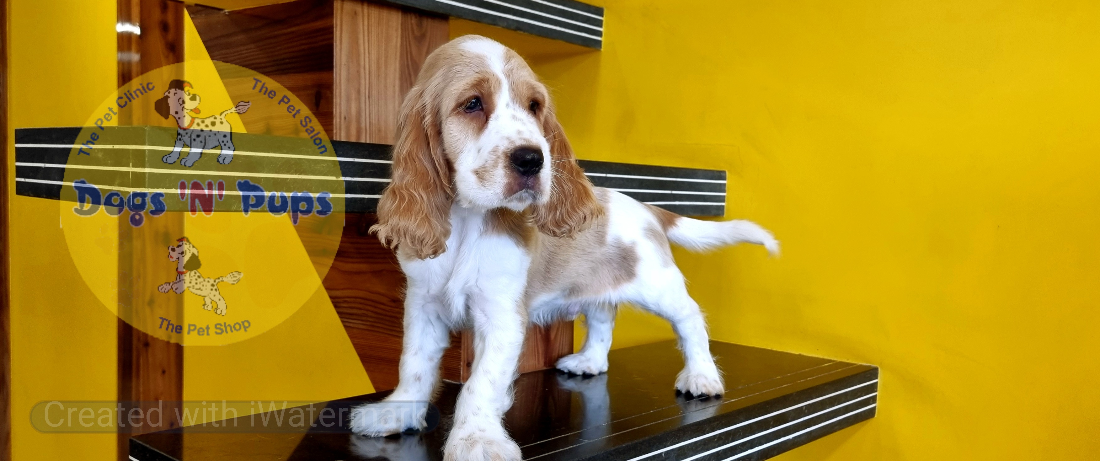 next dog posted image